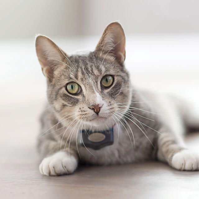 Invisible Fence Brand Aurora