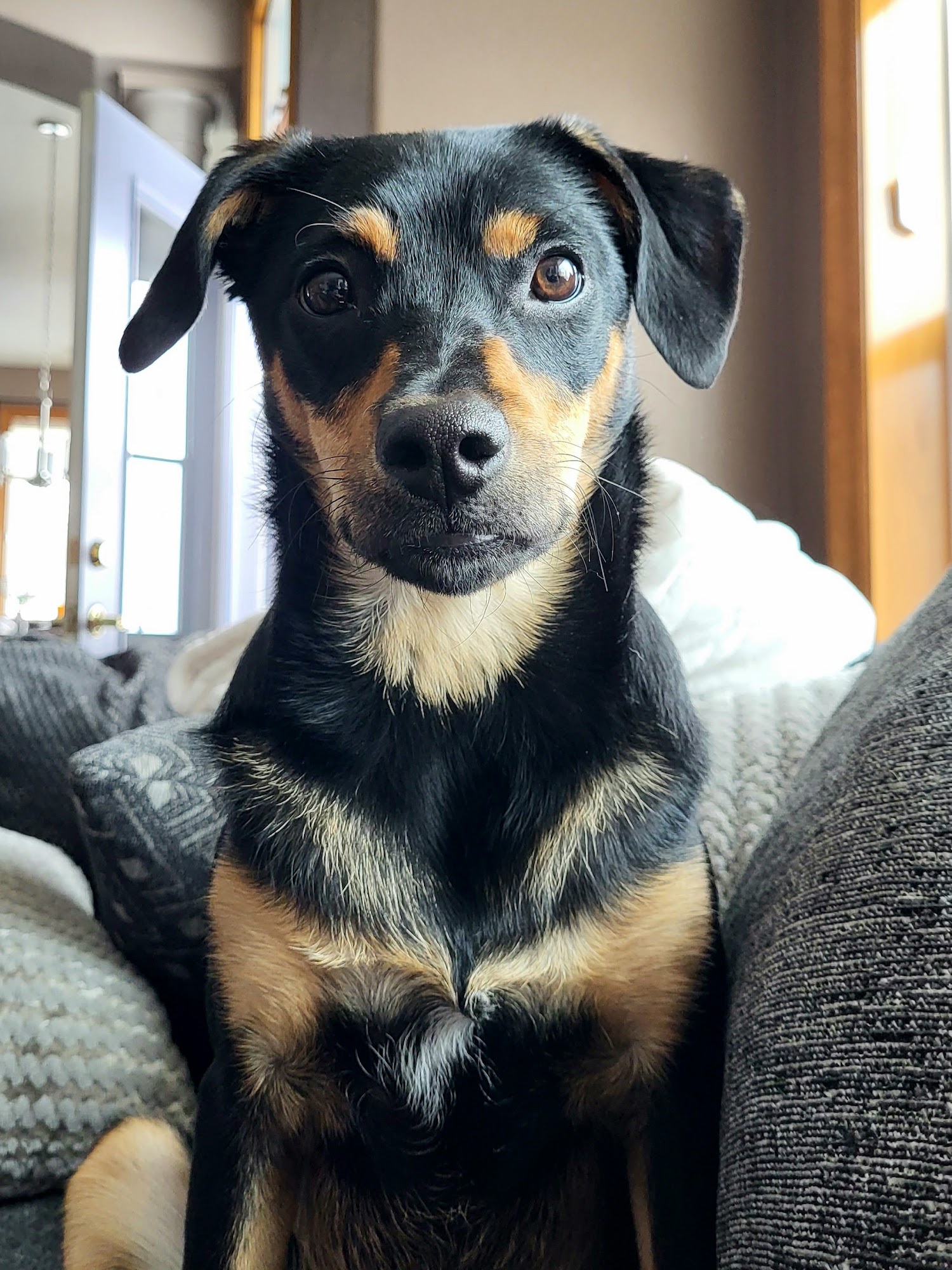 Happy Tails Veterinary Center Aurora