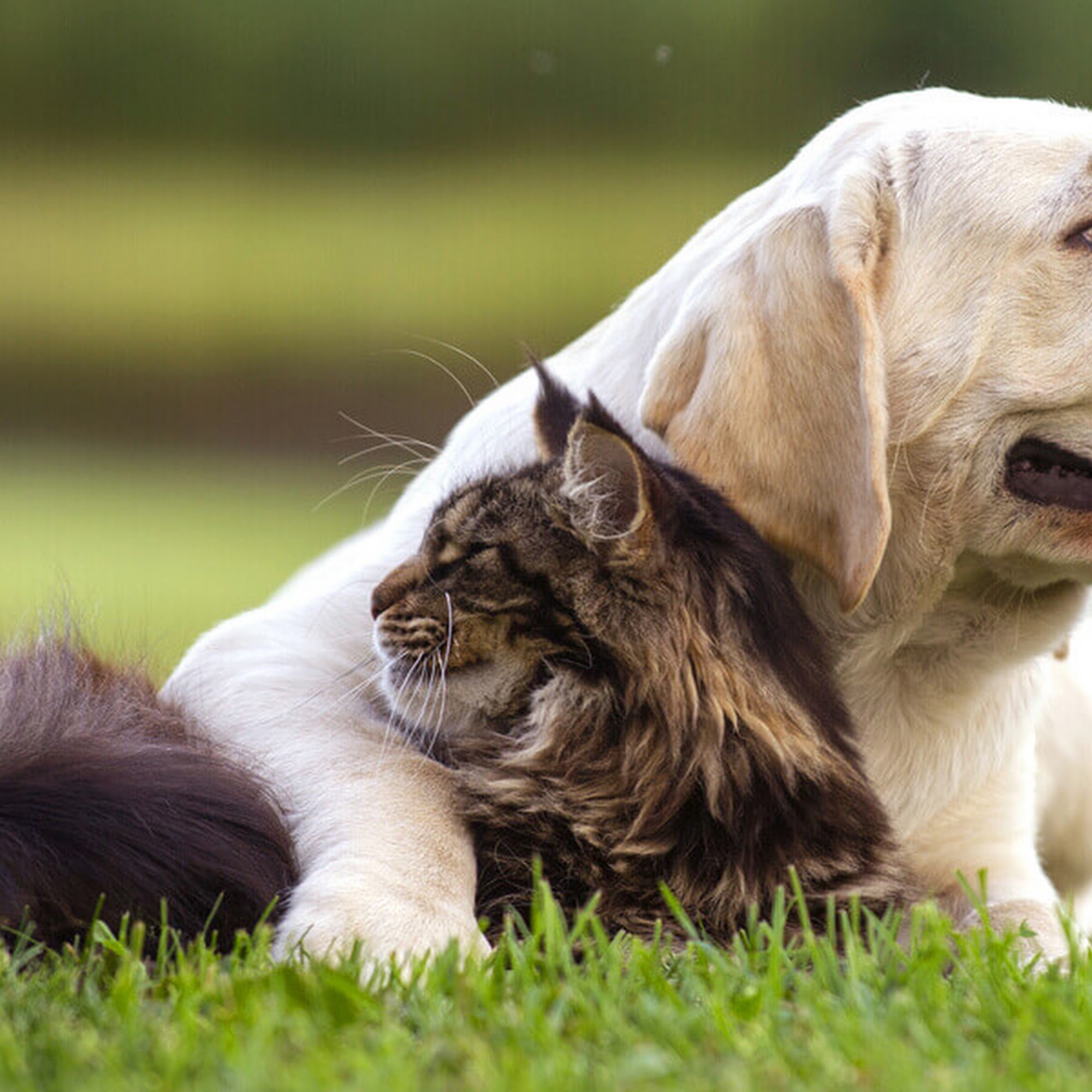 Pets R Us Aurora Aurora