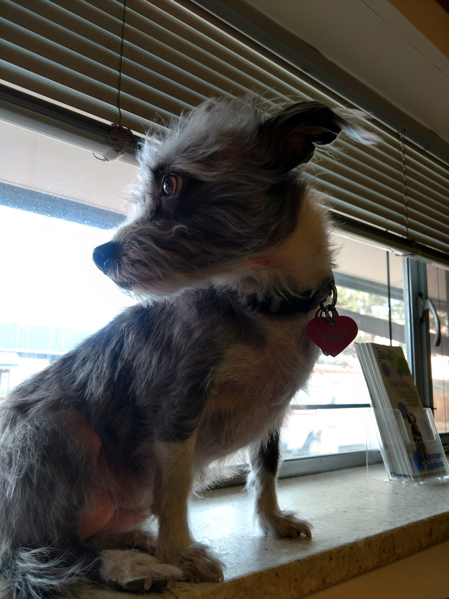 Pets R Us Aurora Aurora