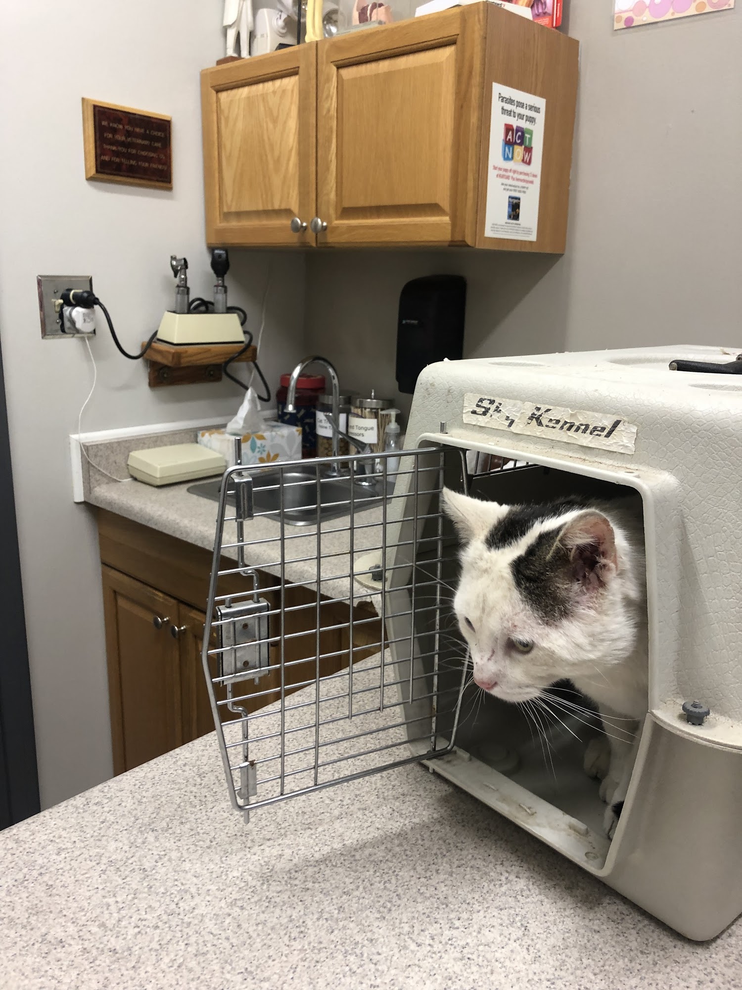 Mission Viejo Veterinary Hospital Aurora