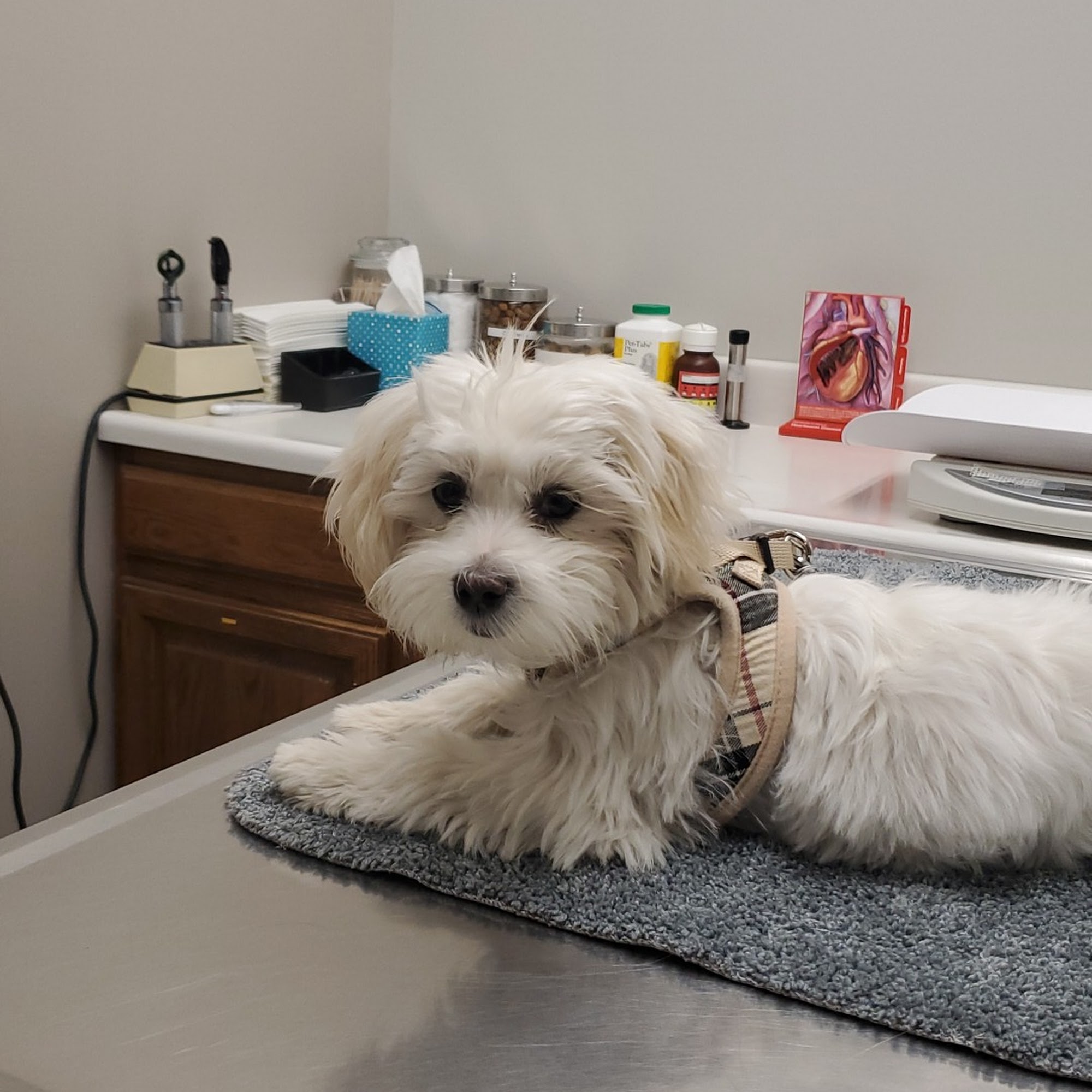 Mission Viejo Veterinary Hospital Aurora