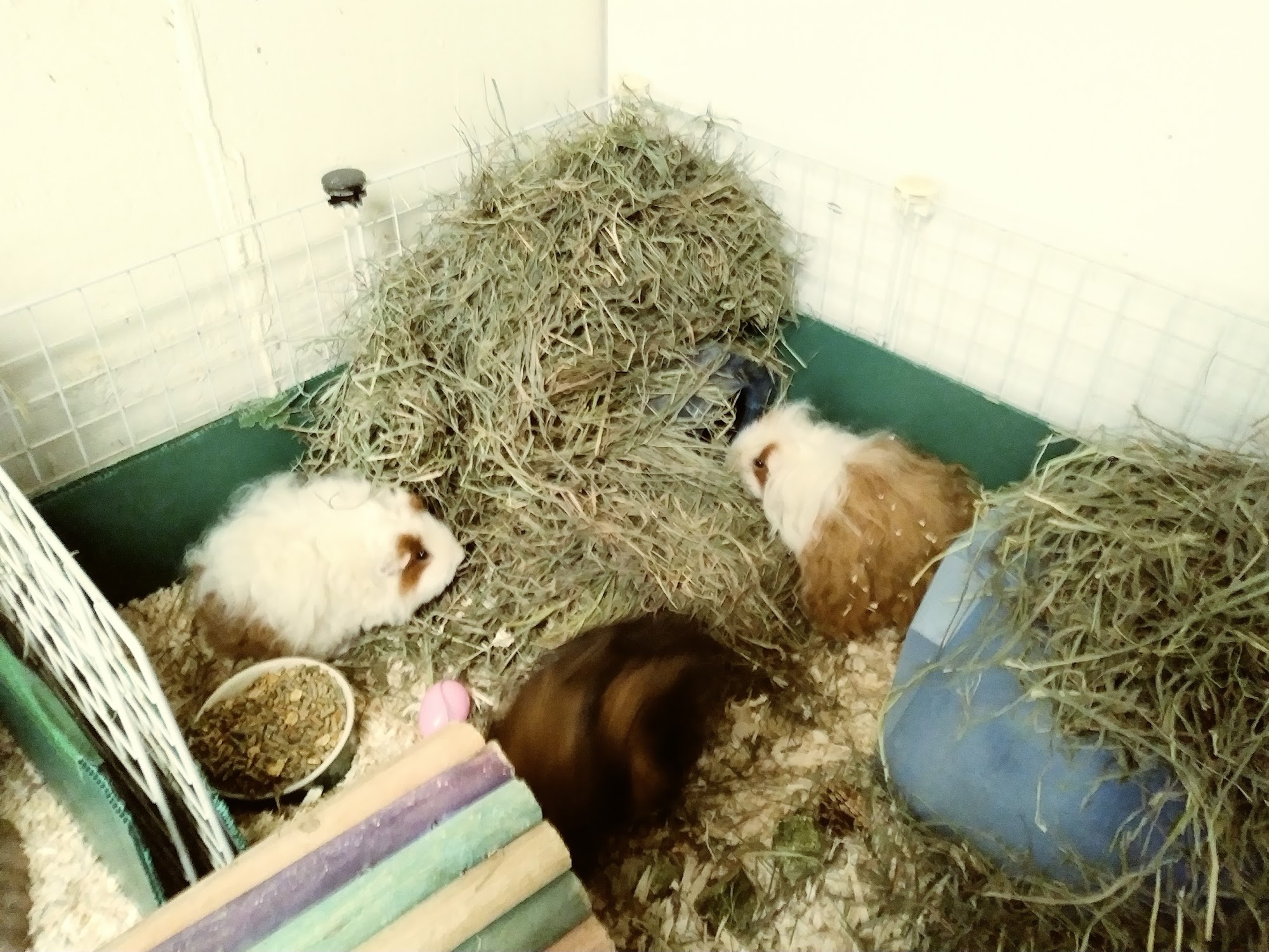 Cavy Care Inc Guinea Pig Rescue and Boarding Aurora