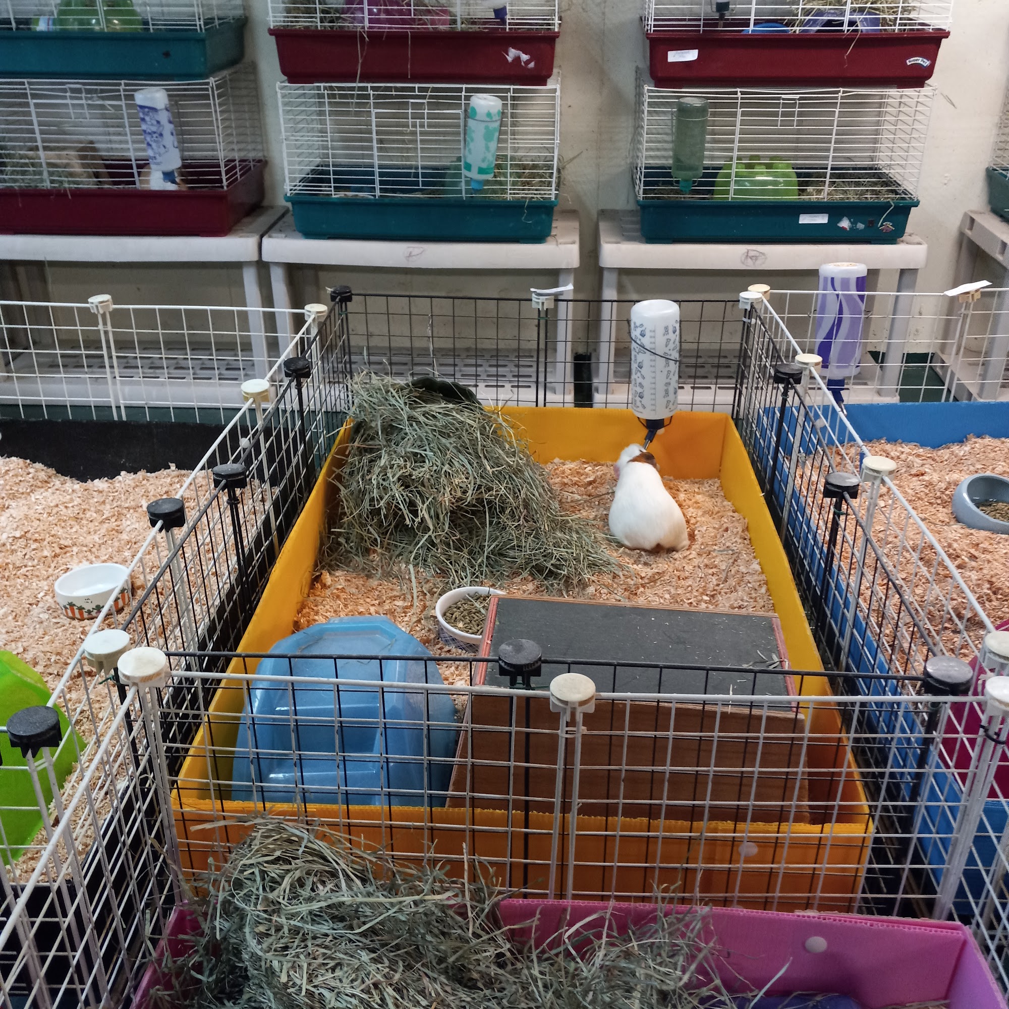 Cavy Care Inc Guinea Pig Rescue and Boarding Aurora