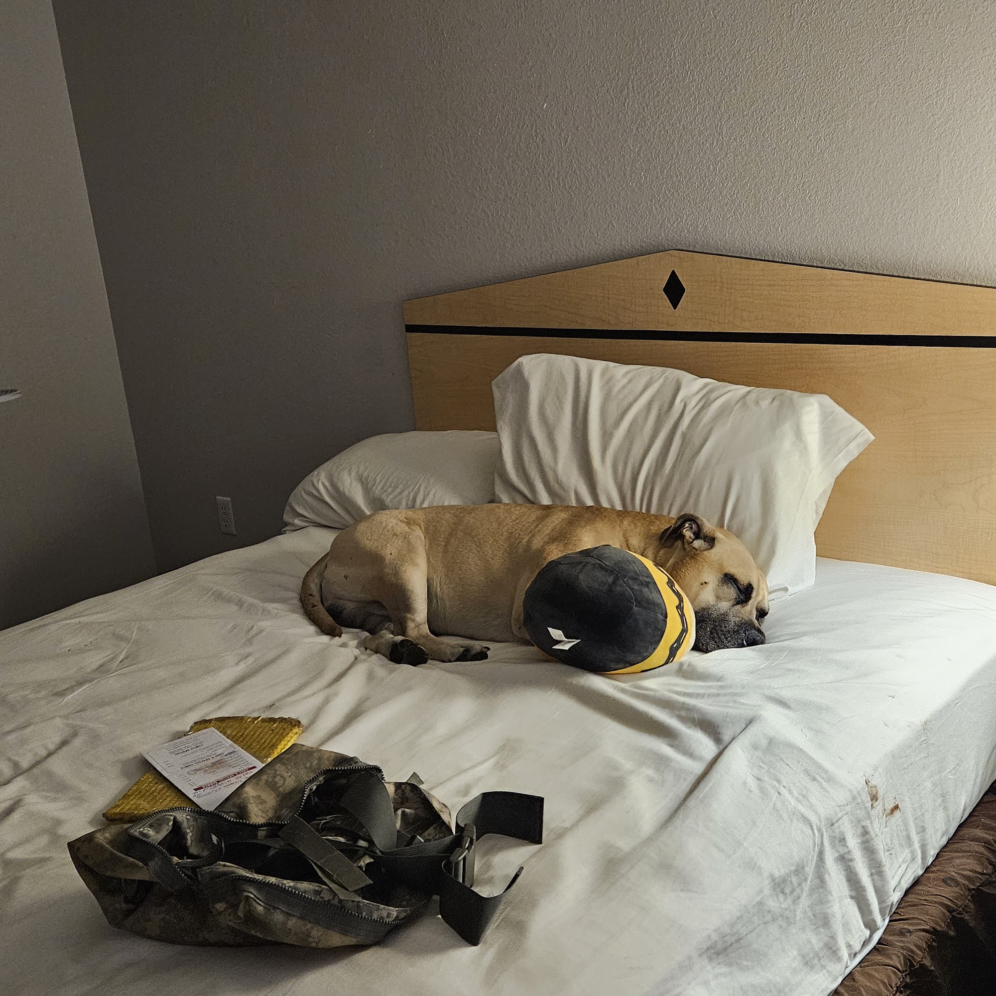 Aurora Animal Shelter Aurora