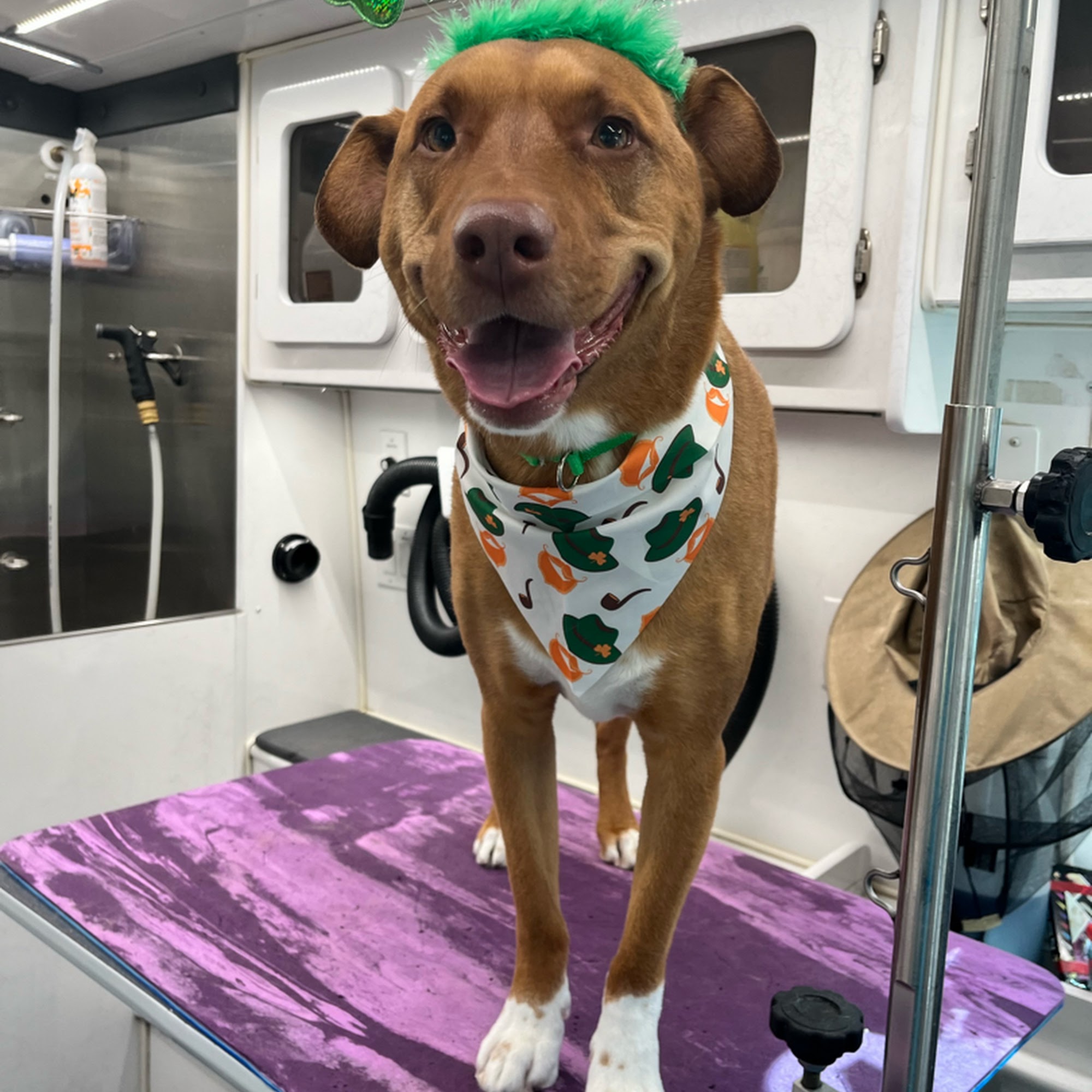 MOBILE PET GROOMING | Rainbow Grooming | Aurora, CO Aurora