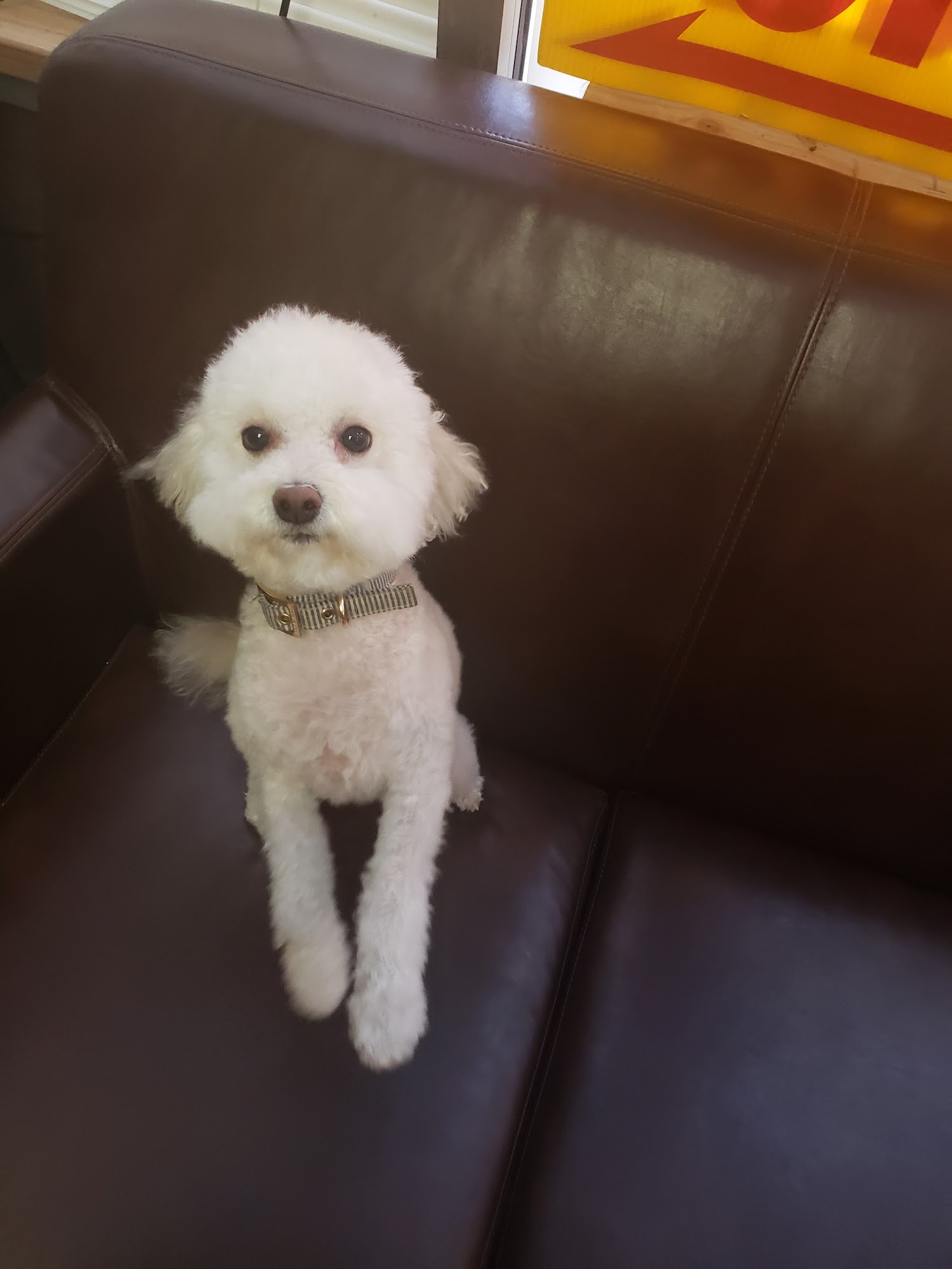 Gina's Puppy Love Salon Aurora