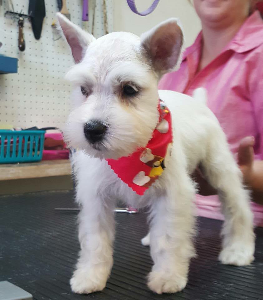 Total Pawfection Dog Grooming Aurora