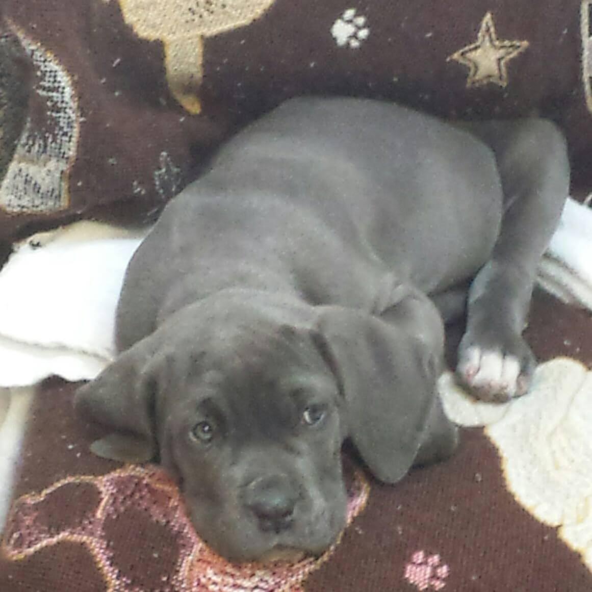 Total Pawfection Dog Grooming Aurora