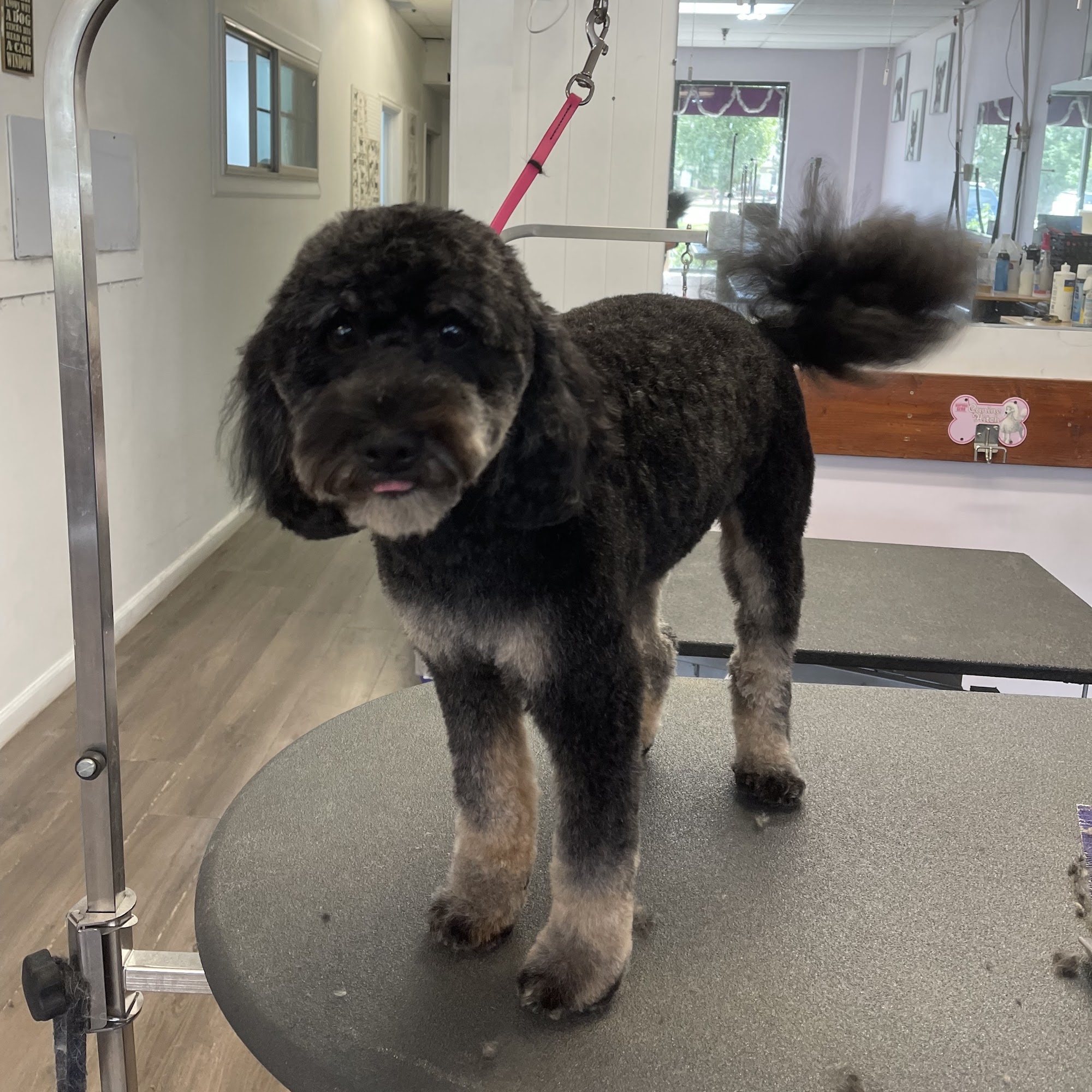 Pretty Paws Pet Grooming Aurora