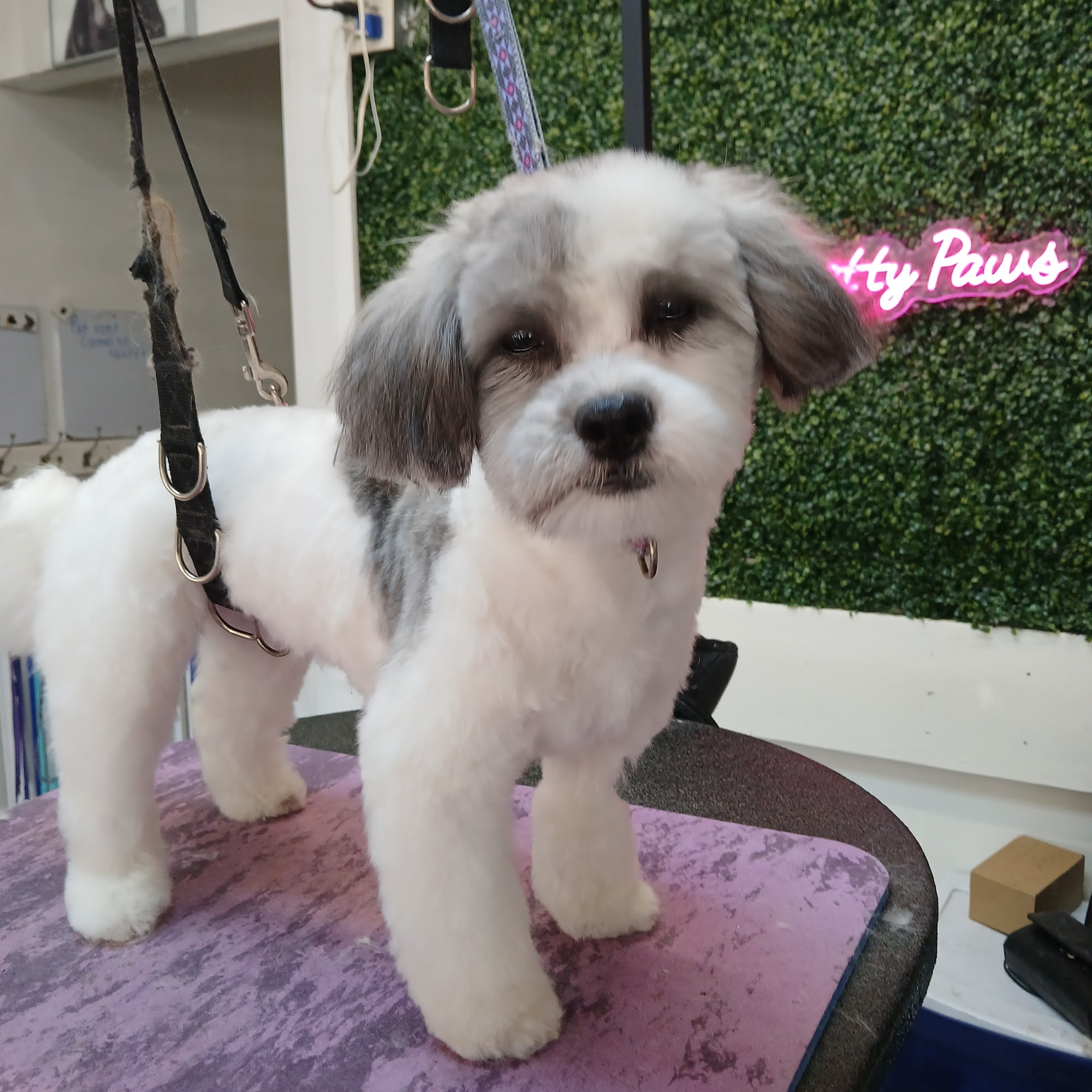 Pretty Paws Pet Grooming Aurora