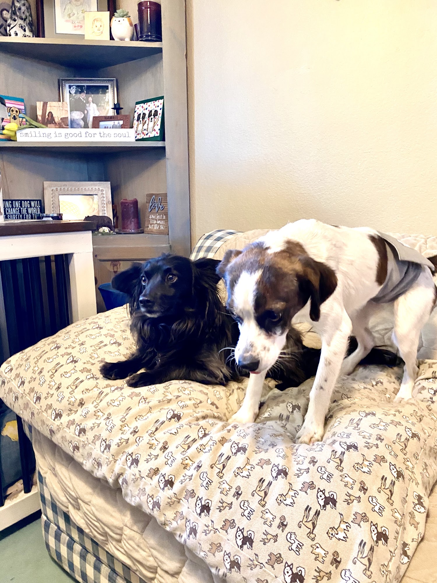 Lola's Rescue Aurora