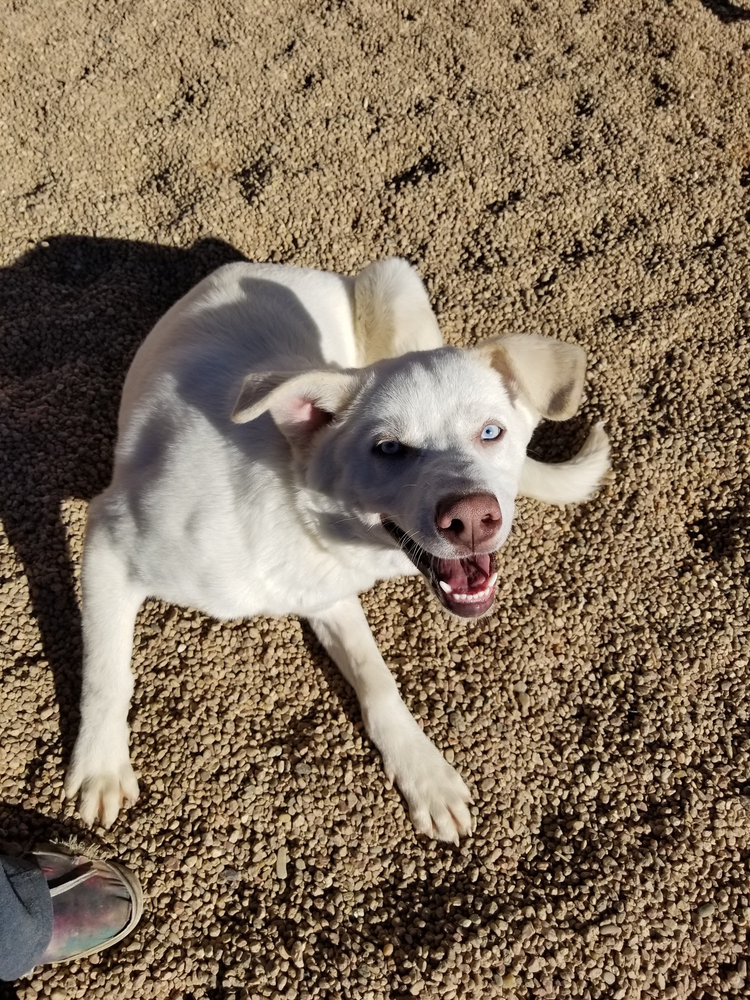 SunShine Dog Ranch Aurora