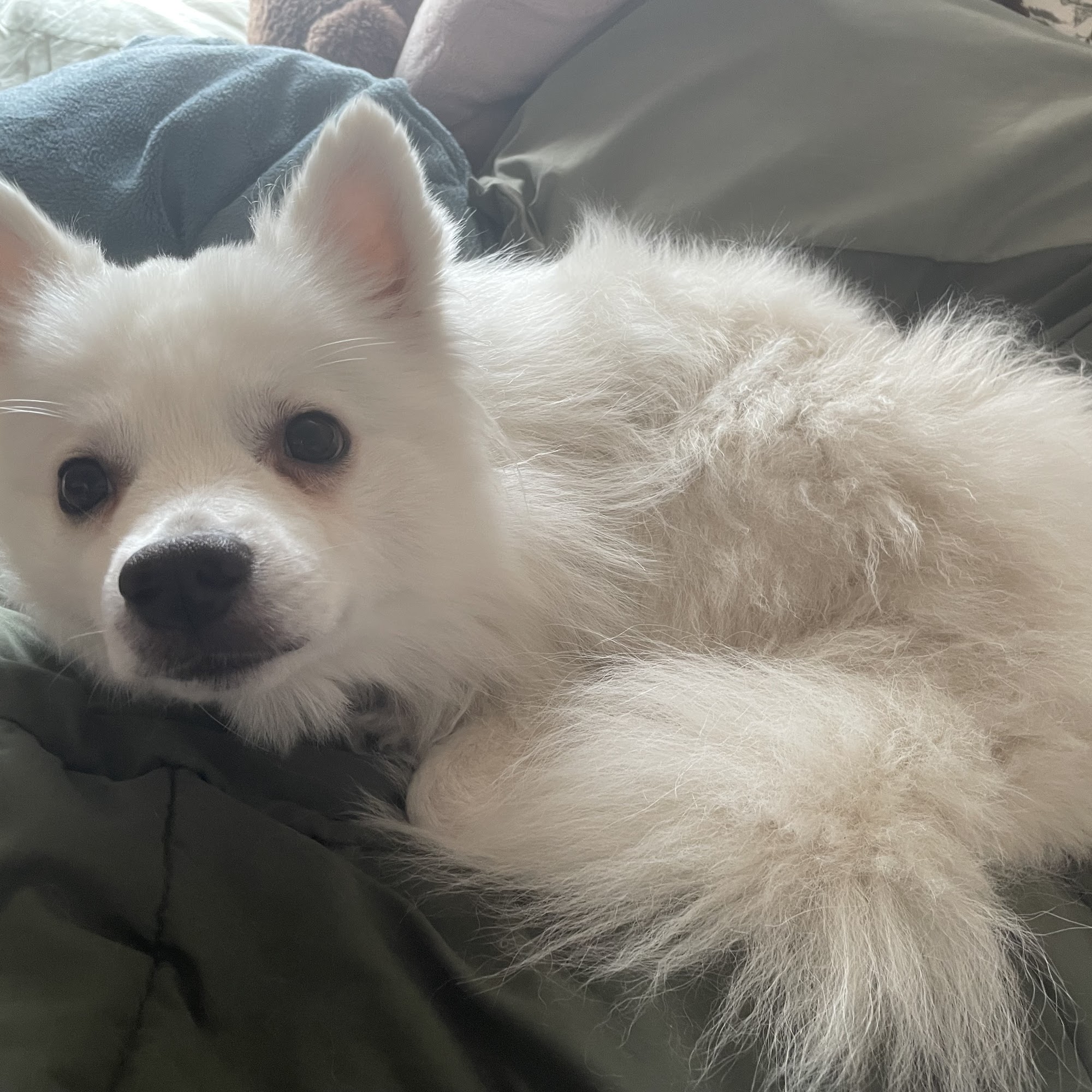 CityVet | Aurora Veterinary Clinic & Urgent Care Aurora