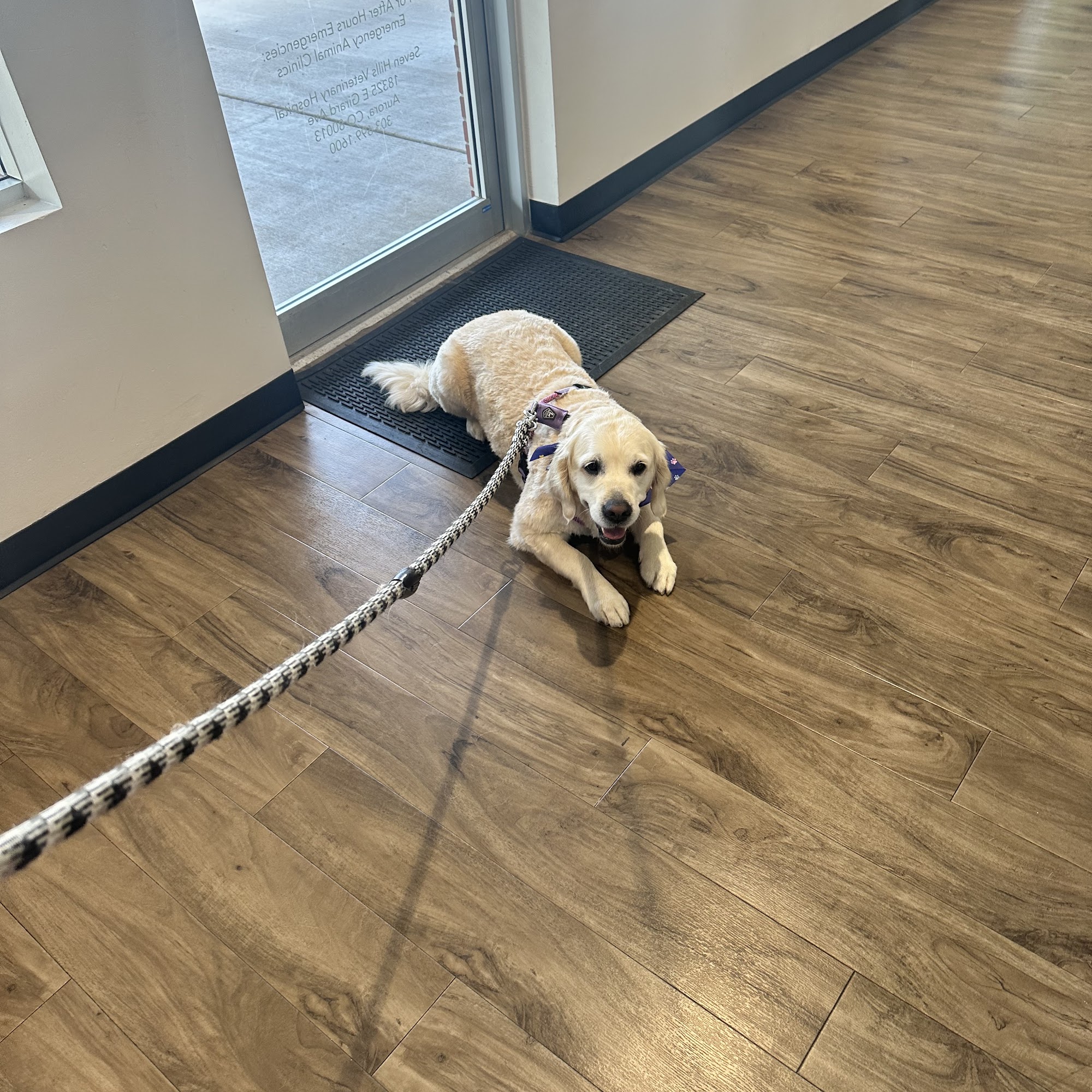 CityVet | Aurora Veterinary Clinic & Urgent Care