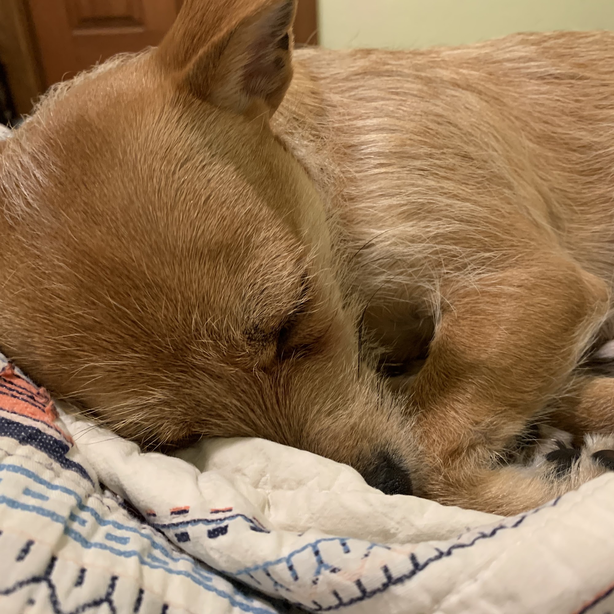 Valley Emergency Pet Care Basalt