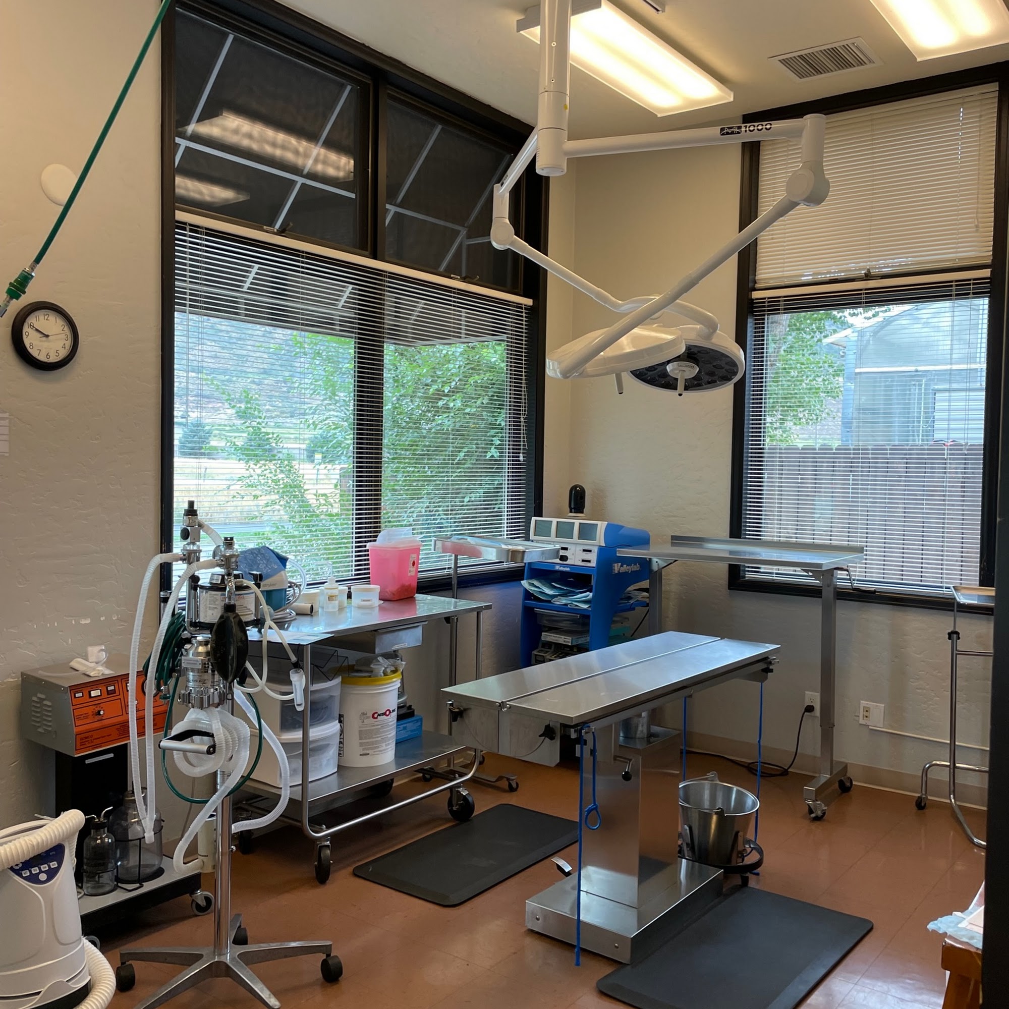 All Creatures Veterinary Care Basalt