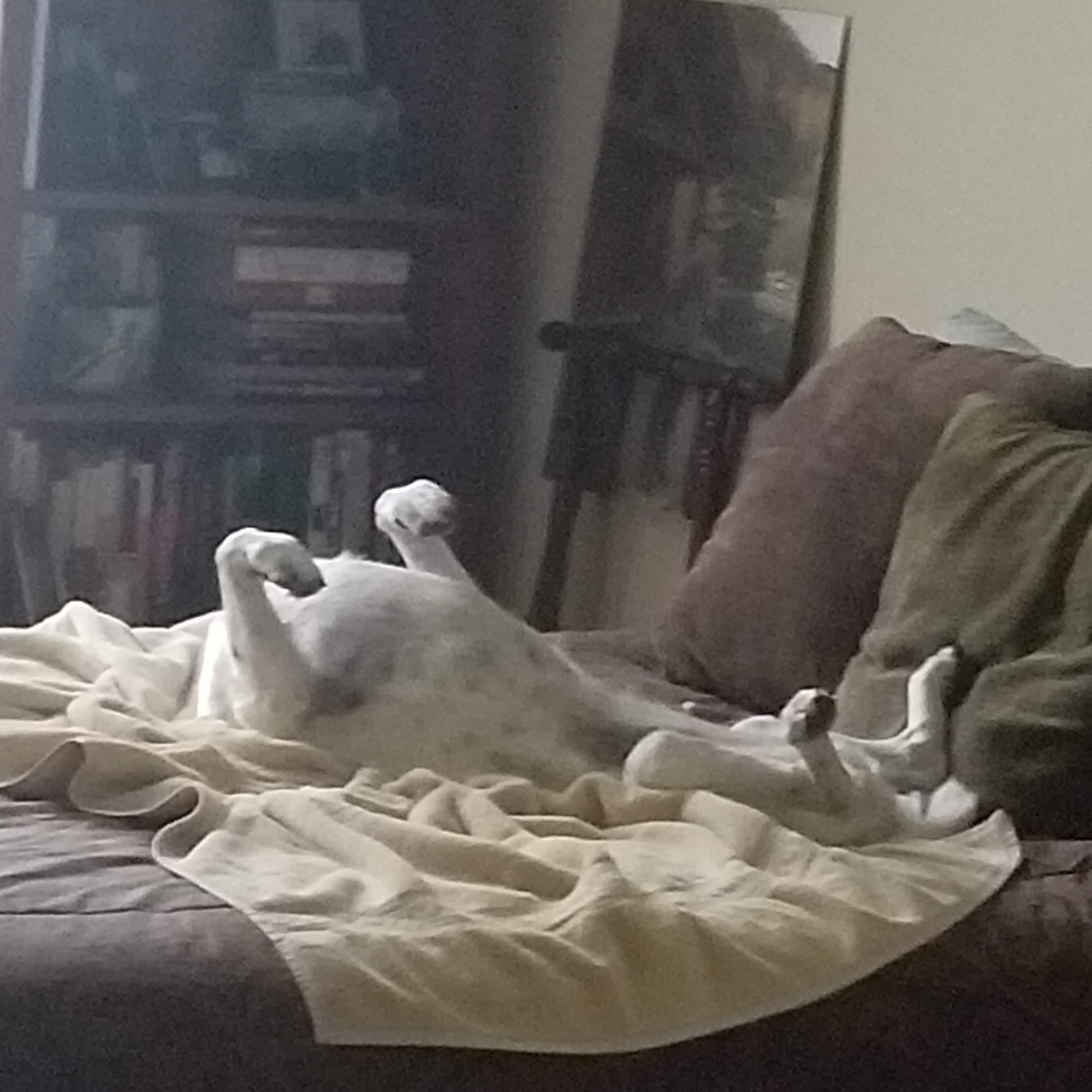 Dogg House Pet Grooming Basalt