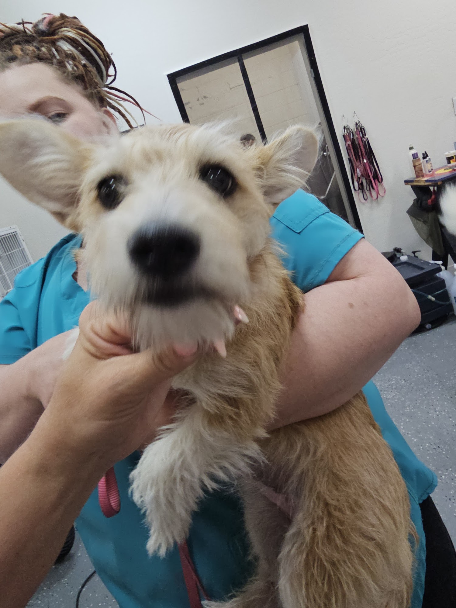 Wendy's Grooming Bayfield