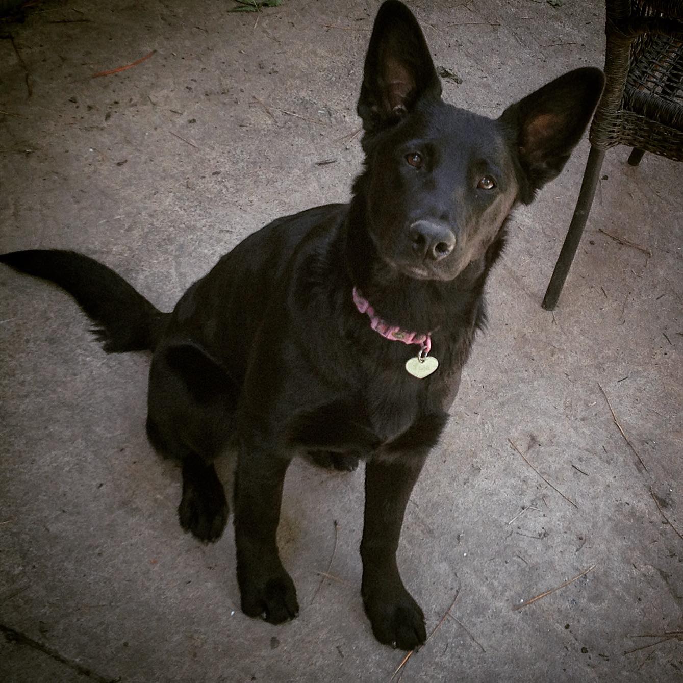 Pine River Animal Aftercare