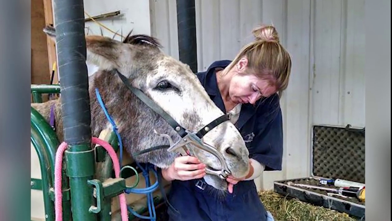 Living Springs Veterinary Care and Pet Boarding Bennett