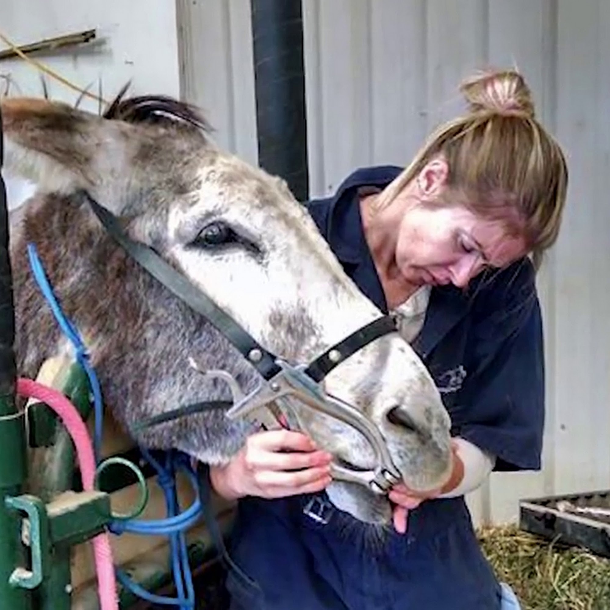 Living Springs Veterinary Care and Pet Boarding Bennett