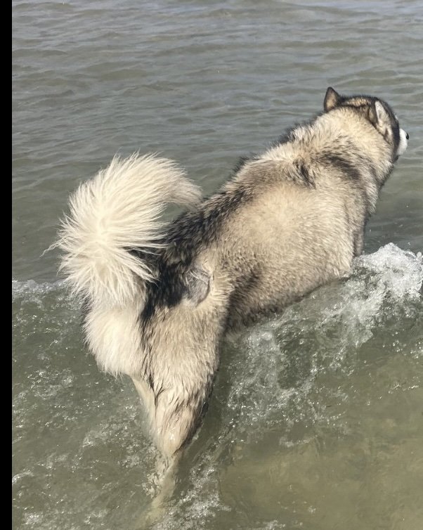 Living Springs Veterinary Care: Kirkpatrick Meghan DVM Bennett