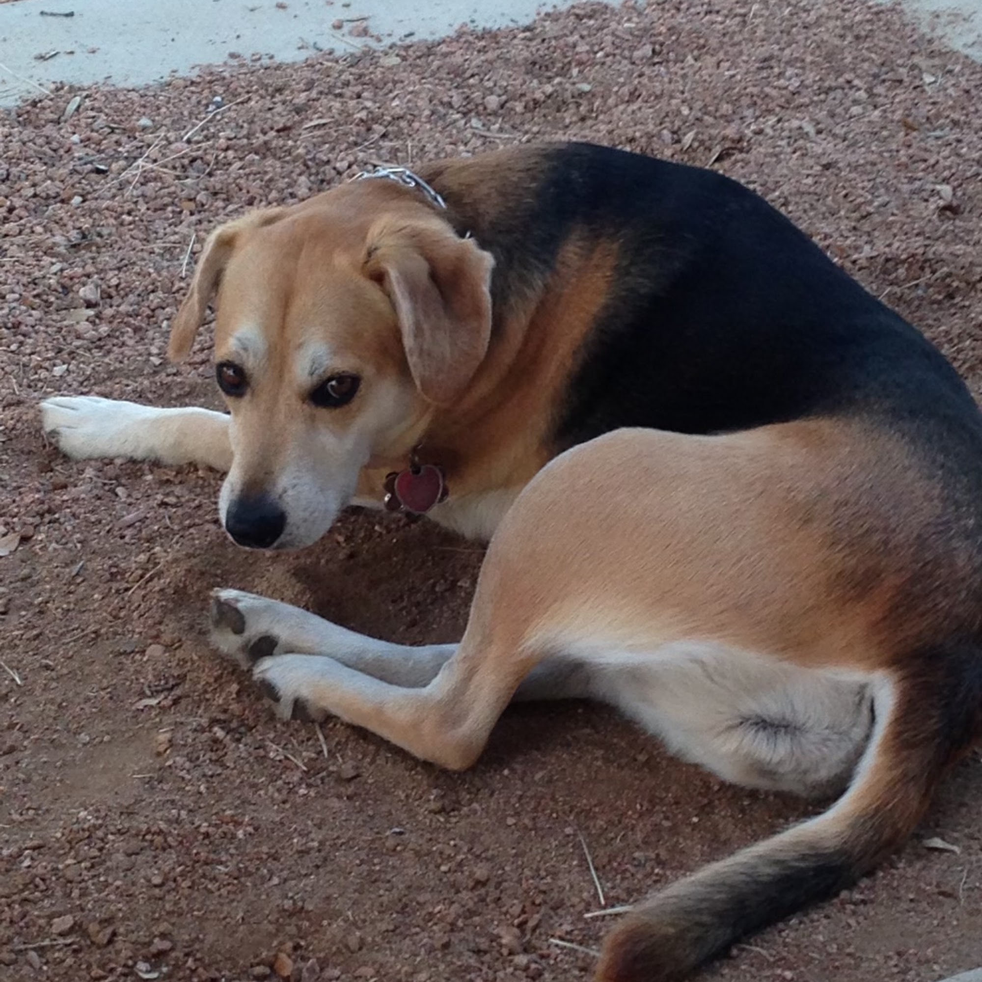 The Musketeers Veterinary Practice Bennett