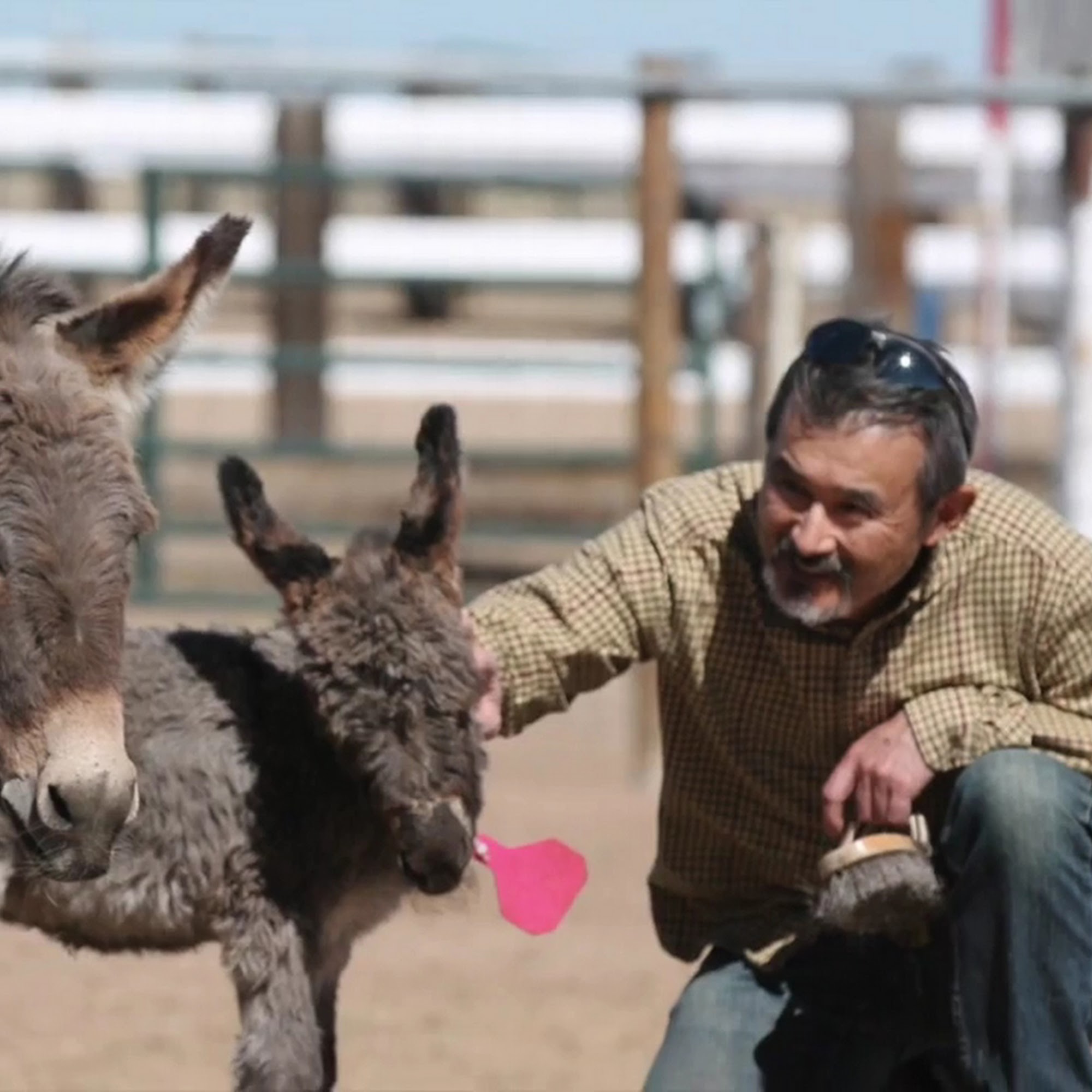 Longhopes Donkey Shelter Bennett