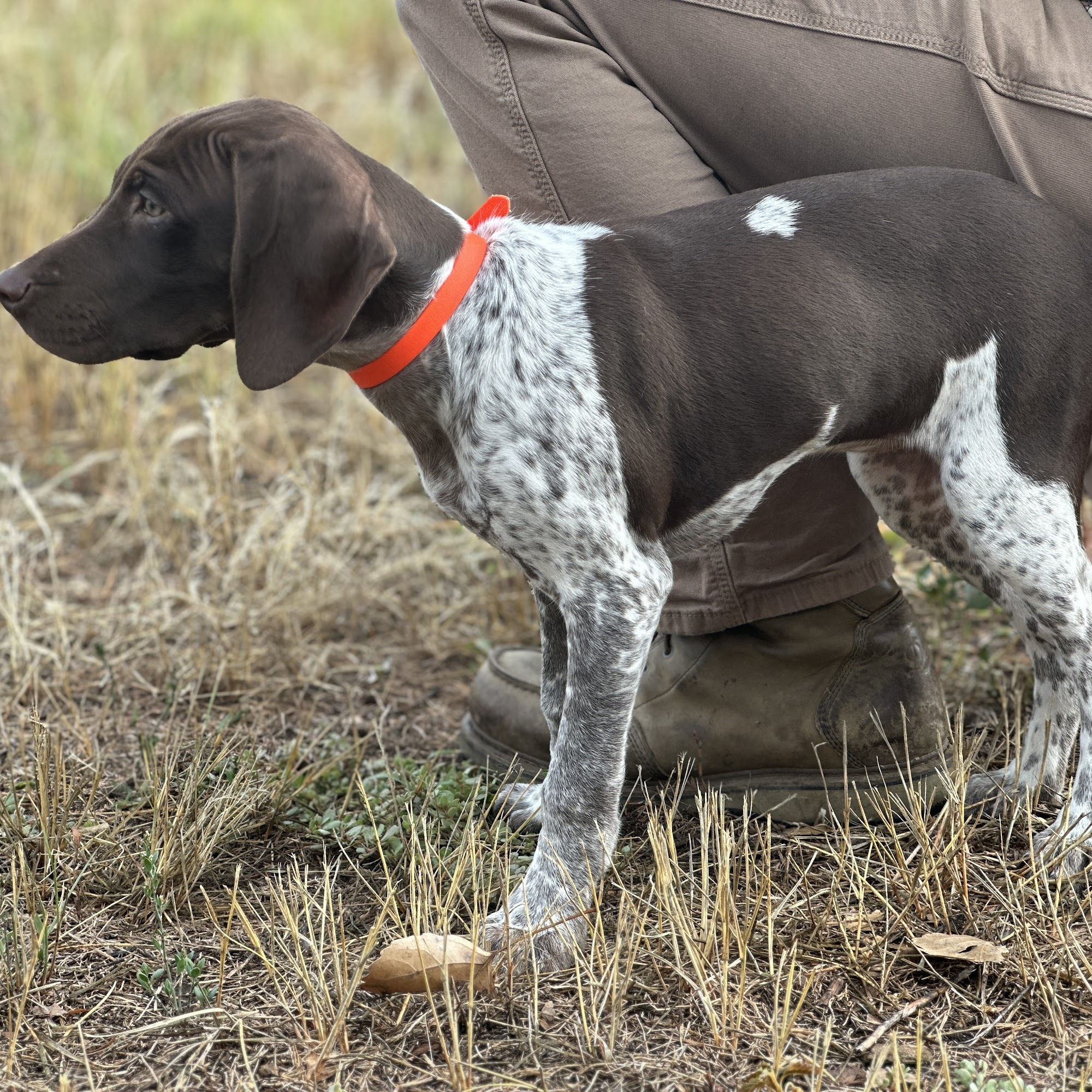 Quint Valley Gun Dogs Bennett