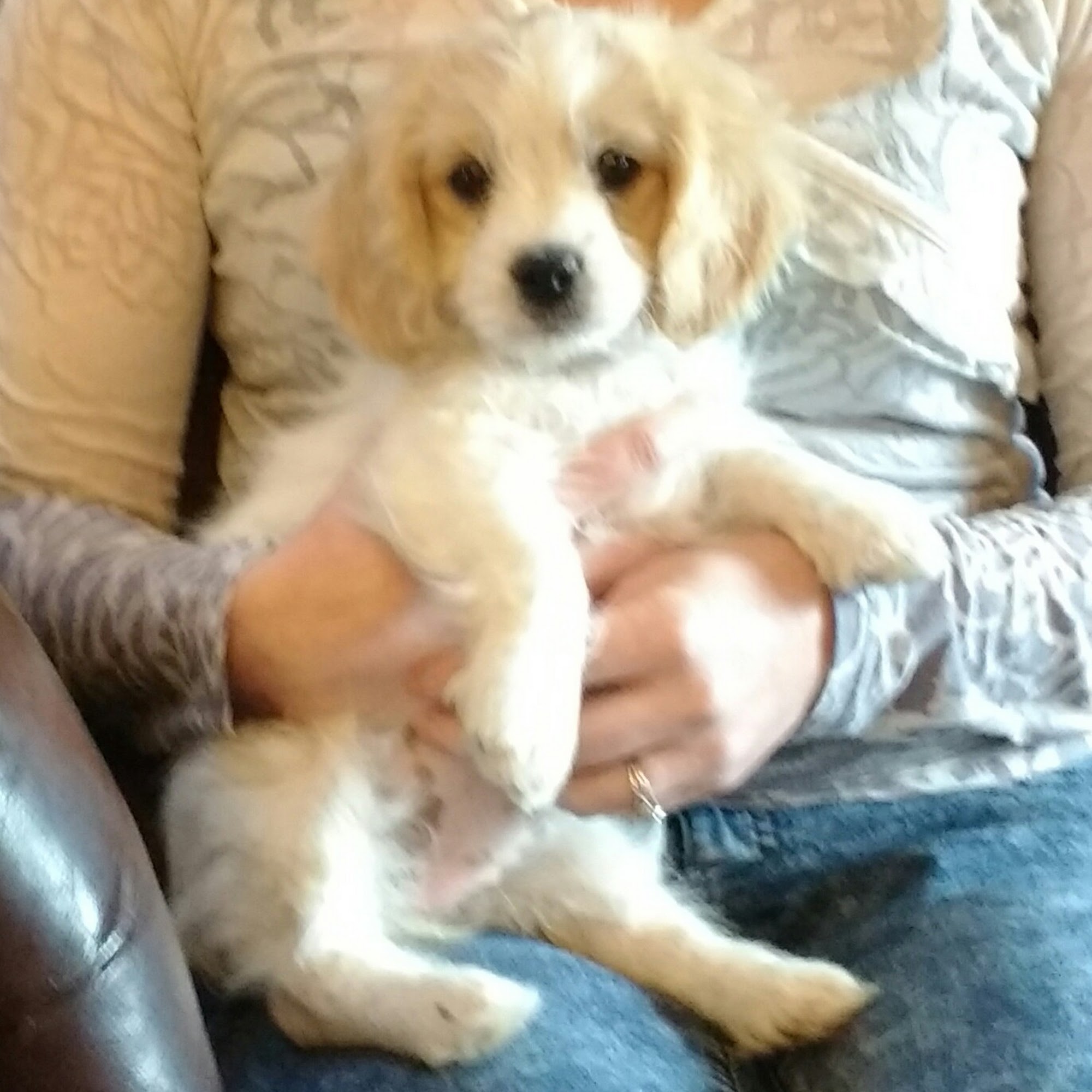 Animal Health At Home Berthoud