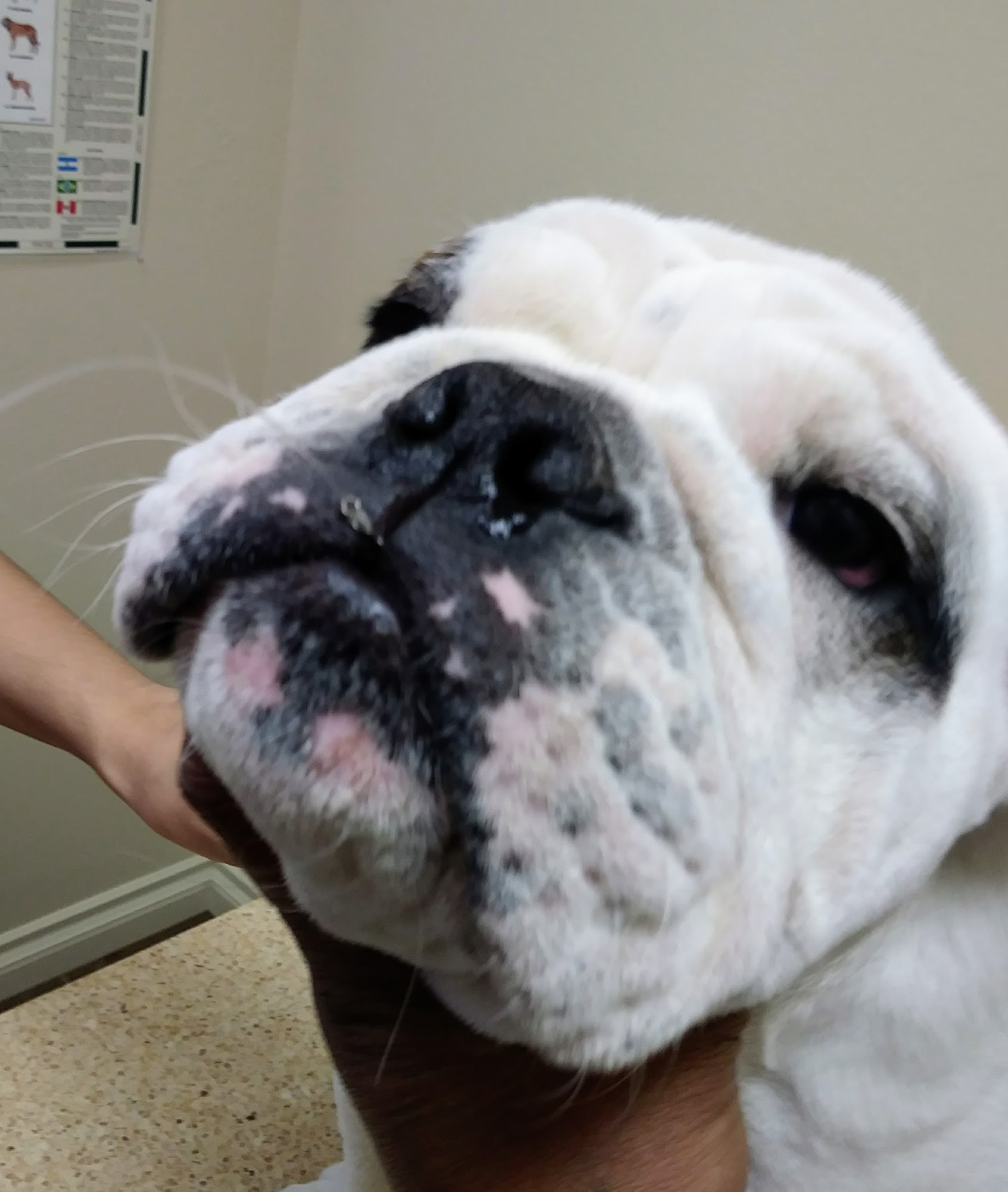 Animal Health At Home Berthoud