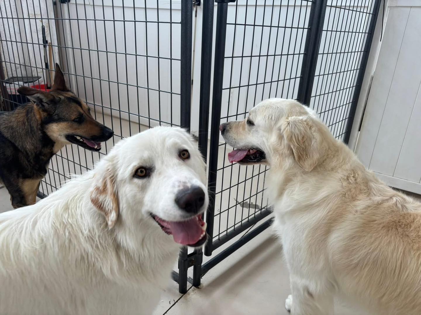 The Dog Ranch Berthoud