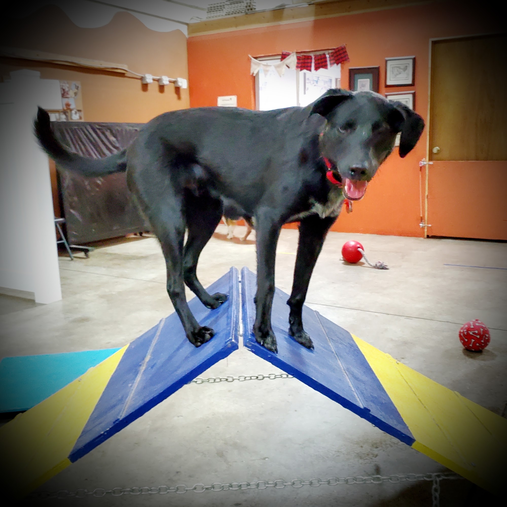 K9 Wisdom Training & Consulting, LLC. Berthoud