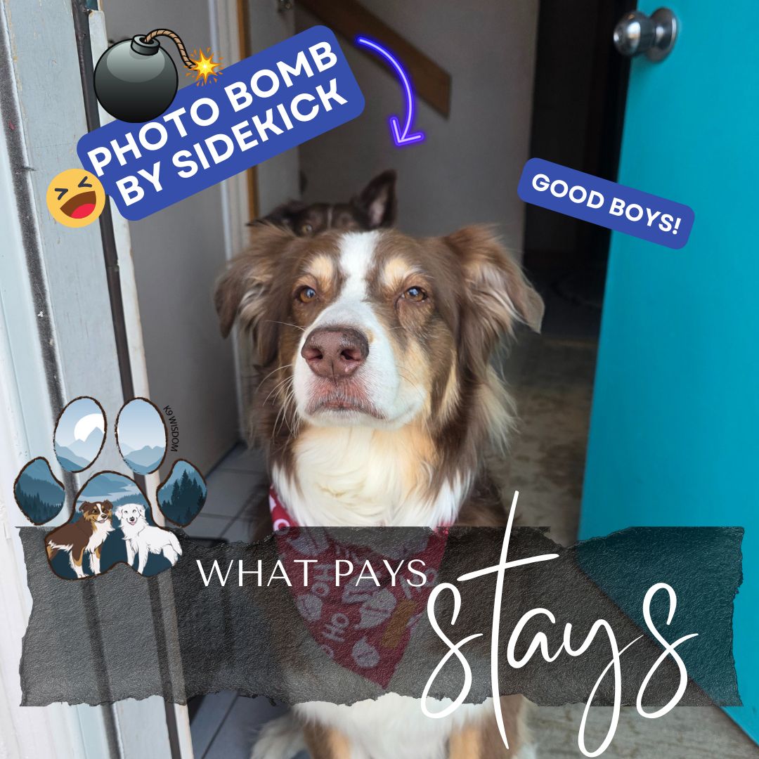 K9 Wisdom Training & Consulting, LLC. Berthoud