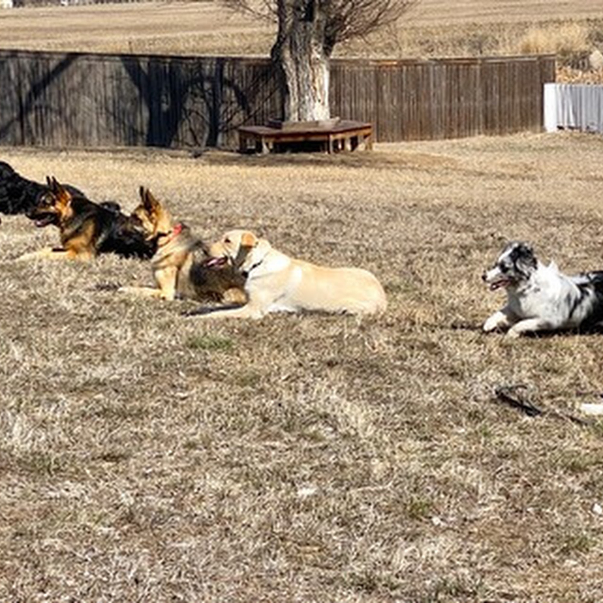 Dog Days Training Center Berthoud