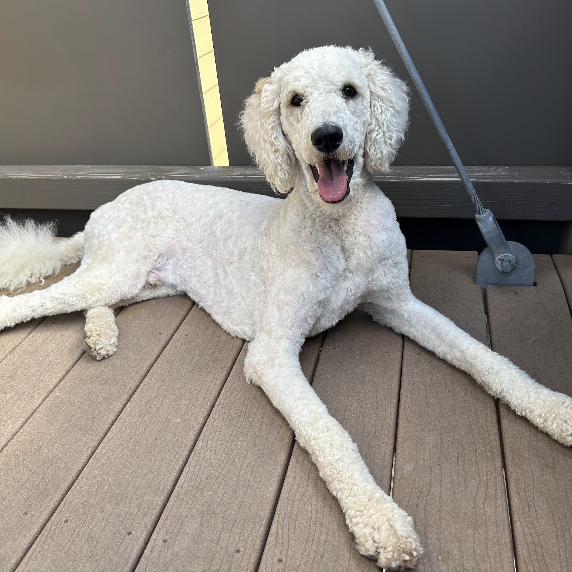 Petco Grooming Boulder