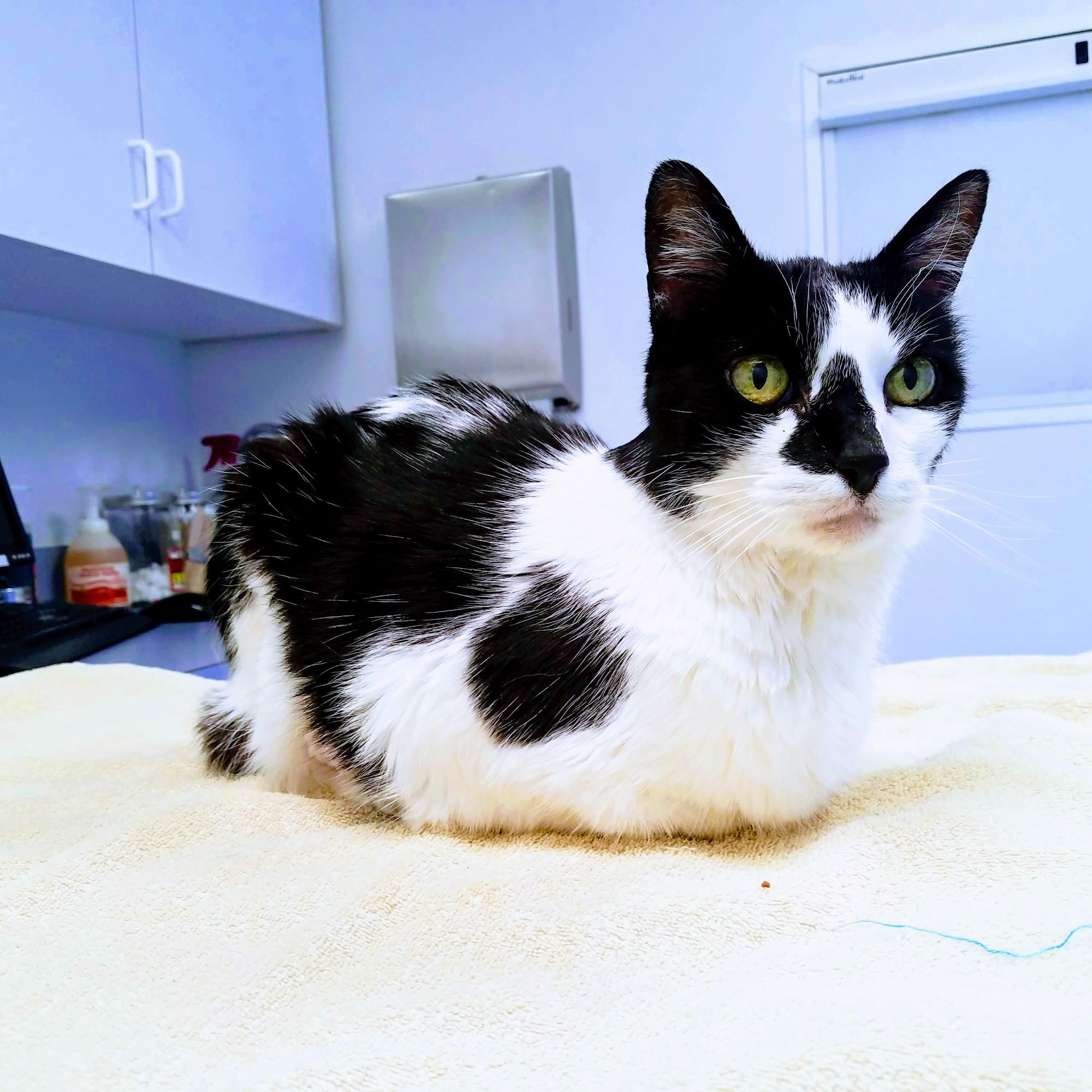 Indian Peaks Veterinary Hospital Boulder