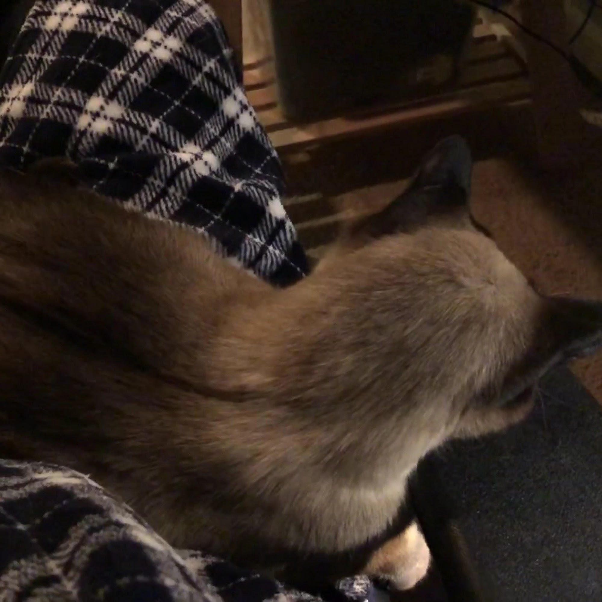 South Boulder Animal Hospital Boulder