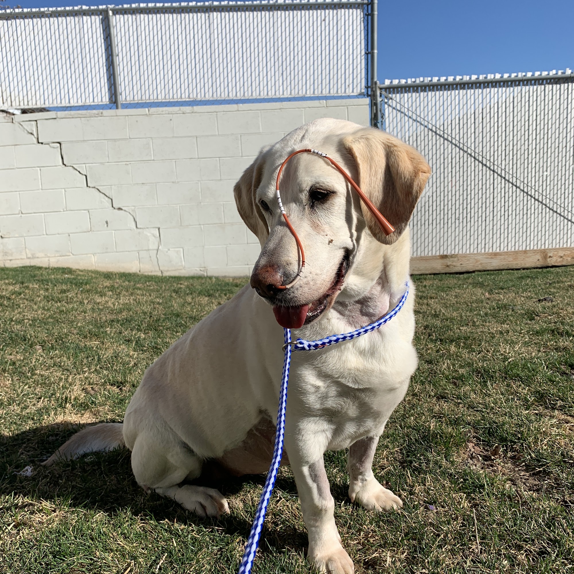 Alpine Hospital For Animals Boulder
