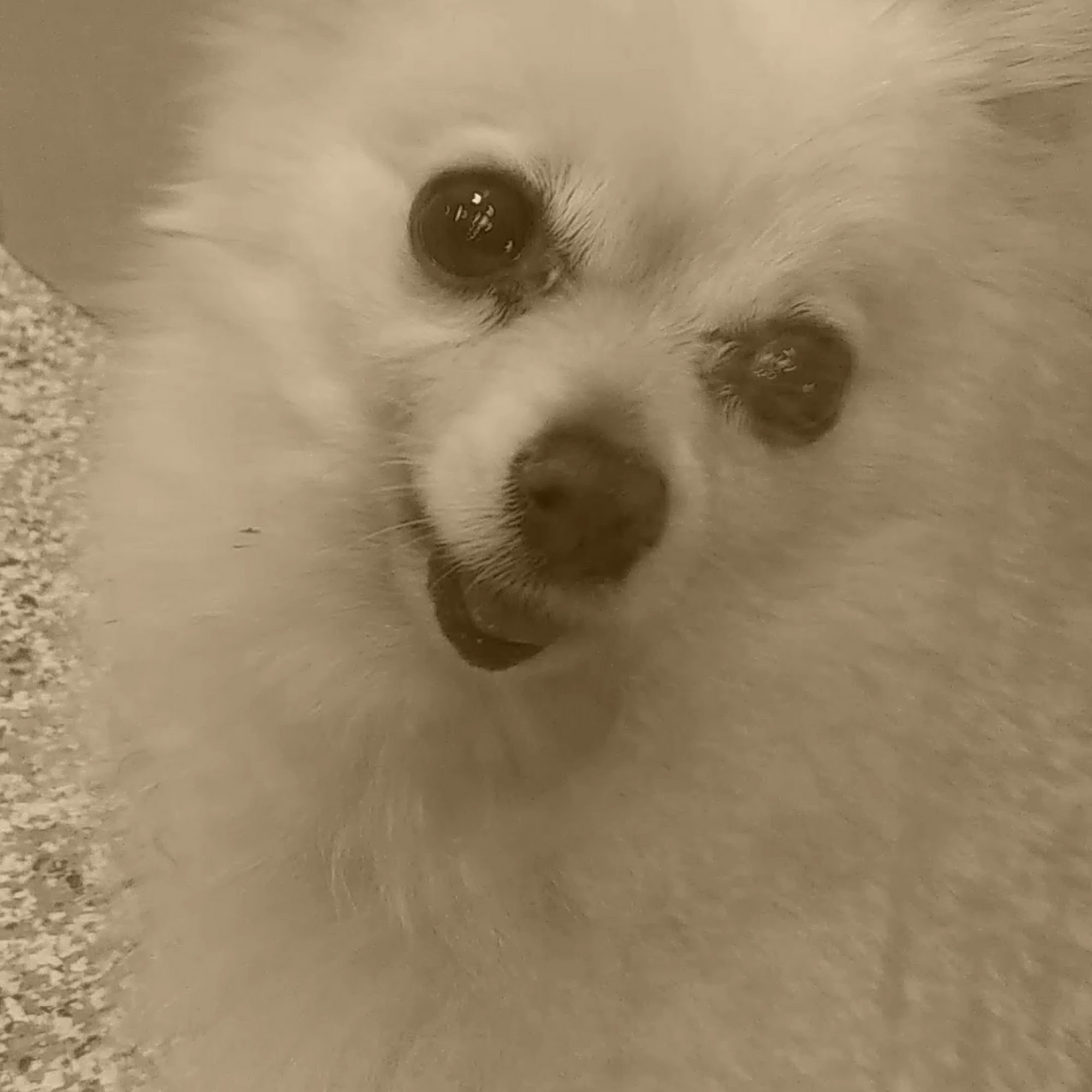 Humane Society of Boulder Valley Boulder