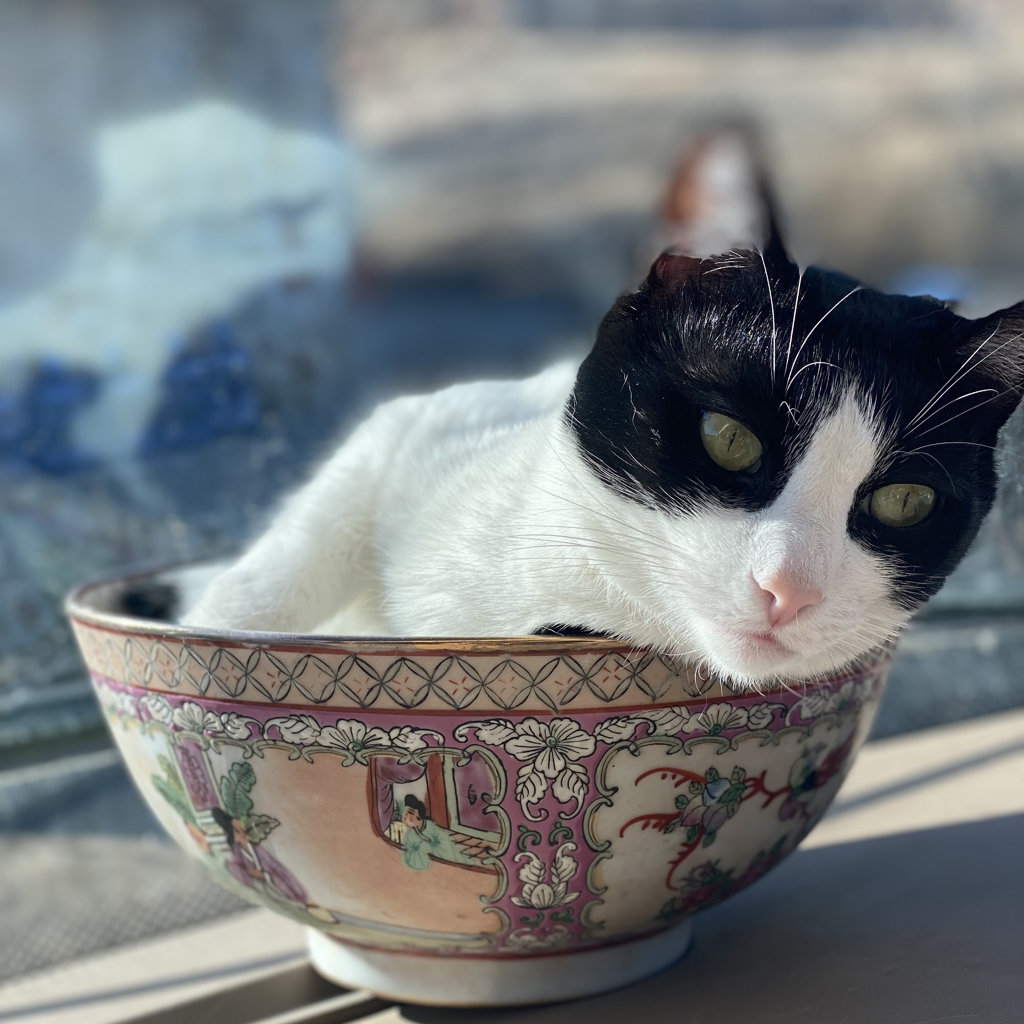 Boulder's Natural Animal Hospital Boulder