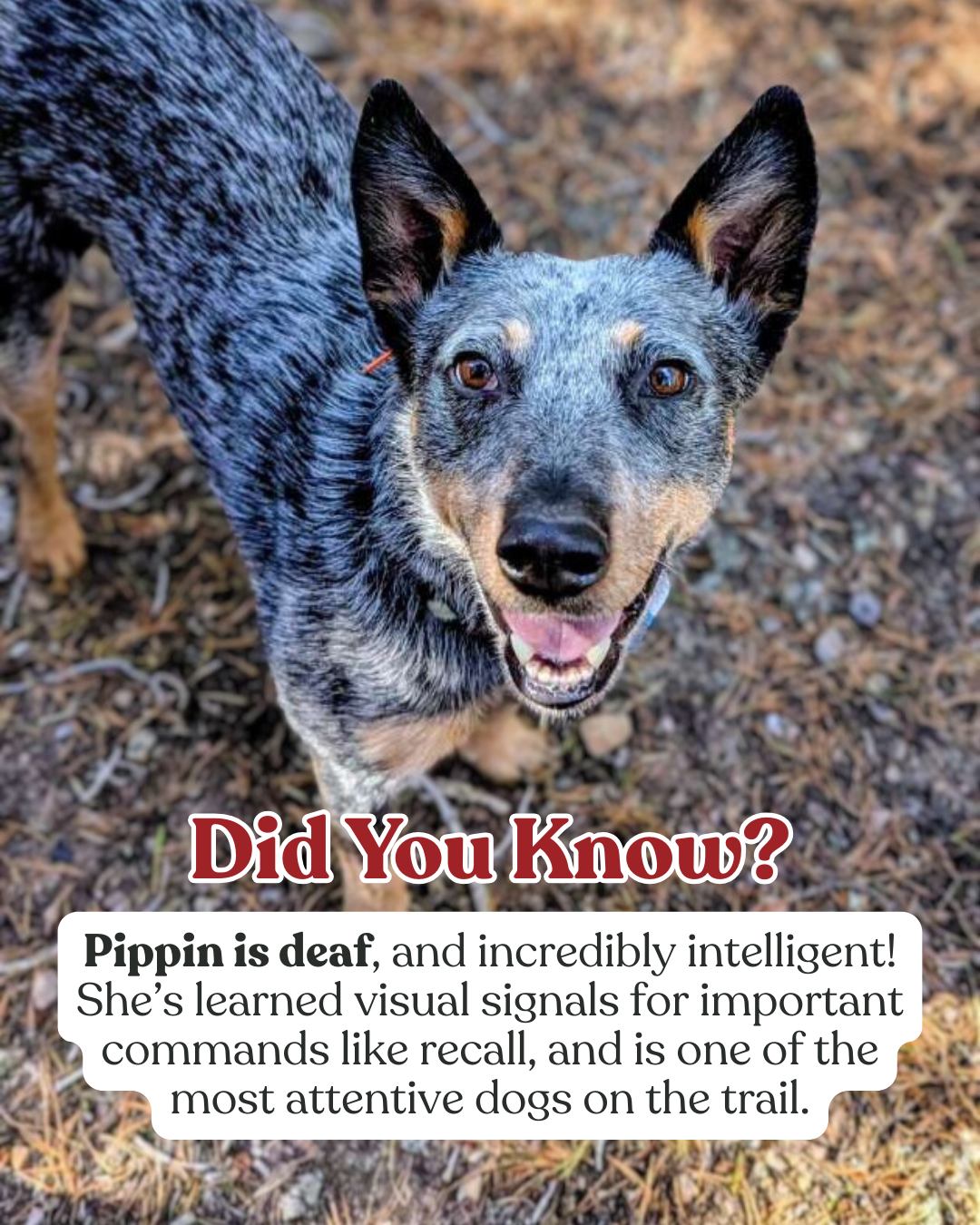 Boulder Doggie Adventures & Pet Sitting Boulder