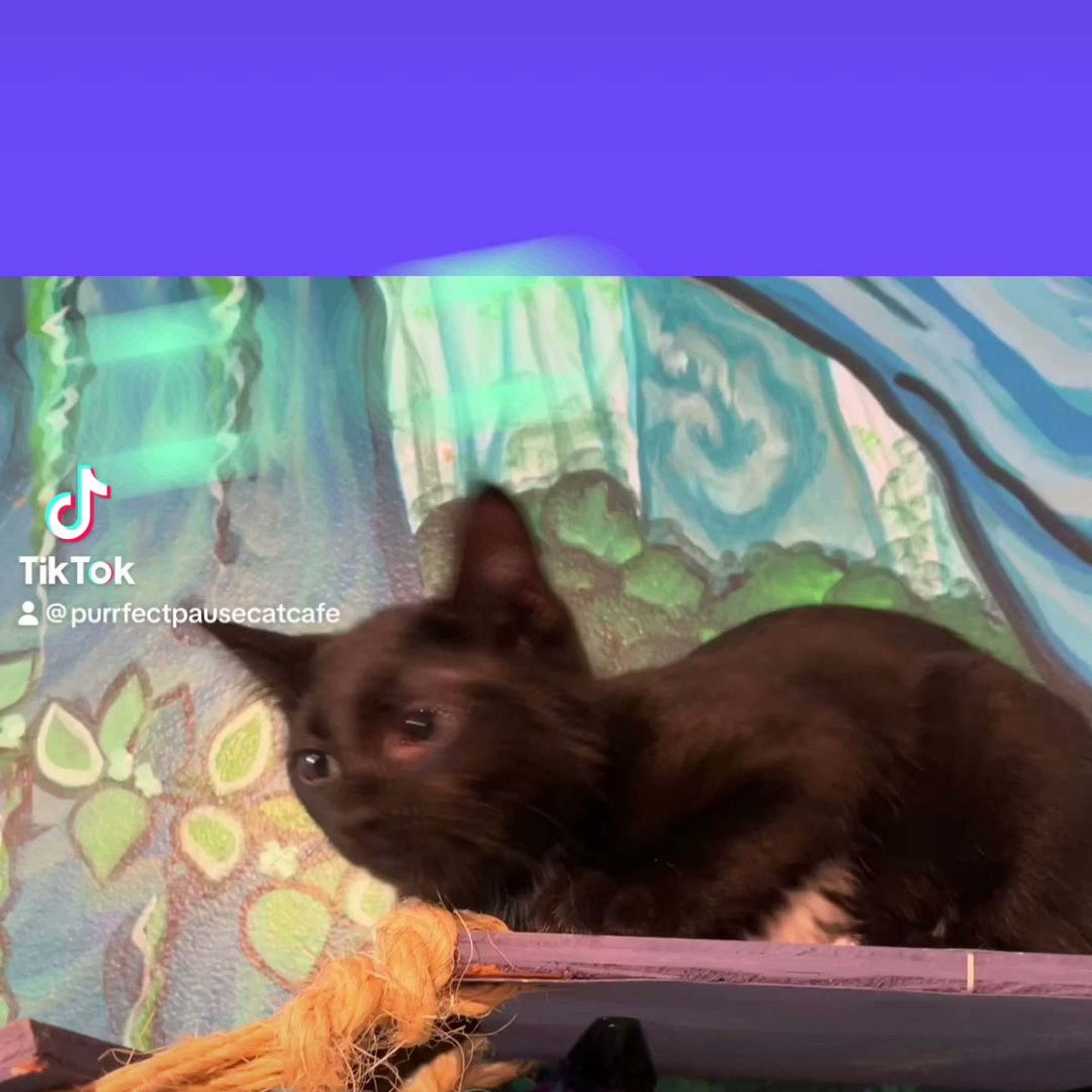 Purrfect Pause Cat Cafe Boulder