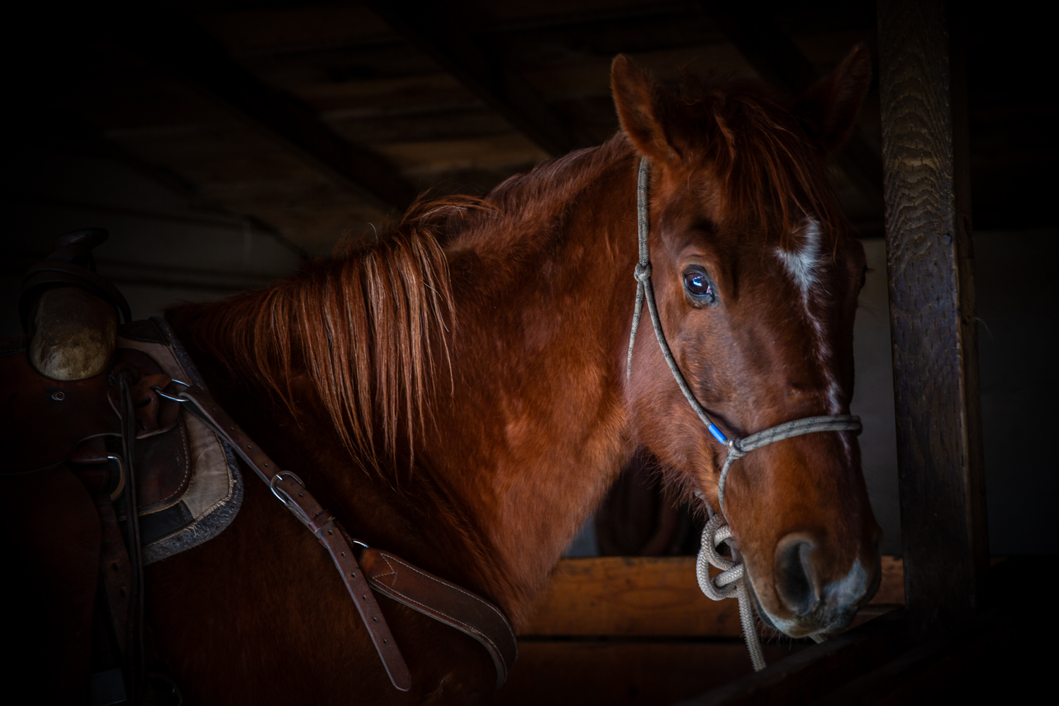 Wendy B. Photography