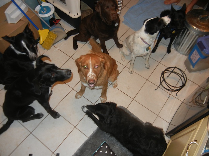 Brilliant Pup Behavior Boulder