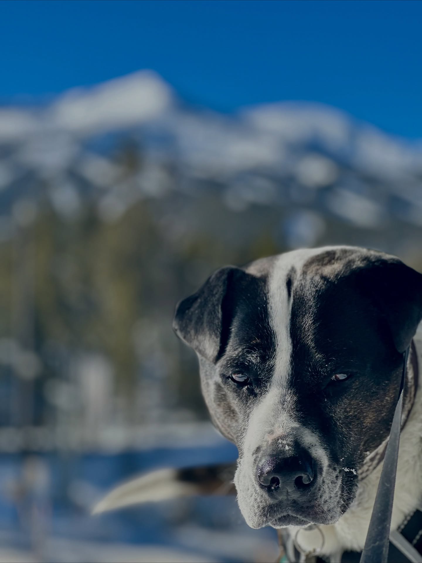 Dog's Next Best Friend Breckenridge