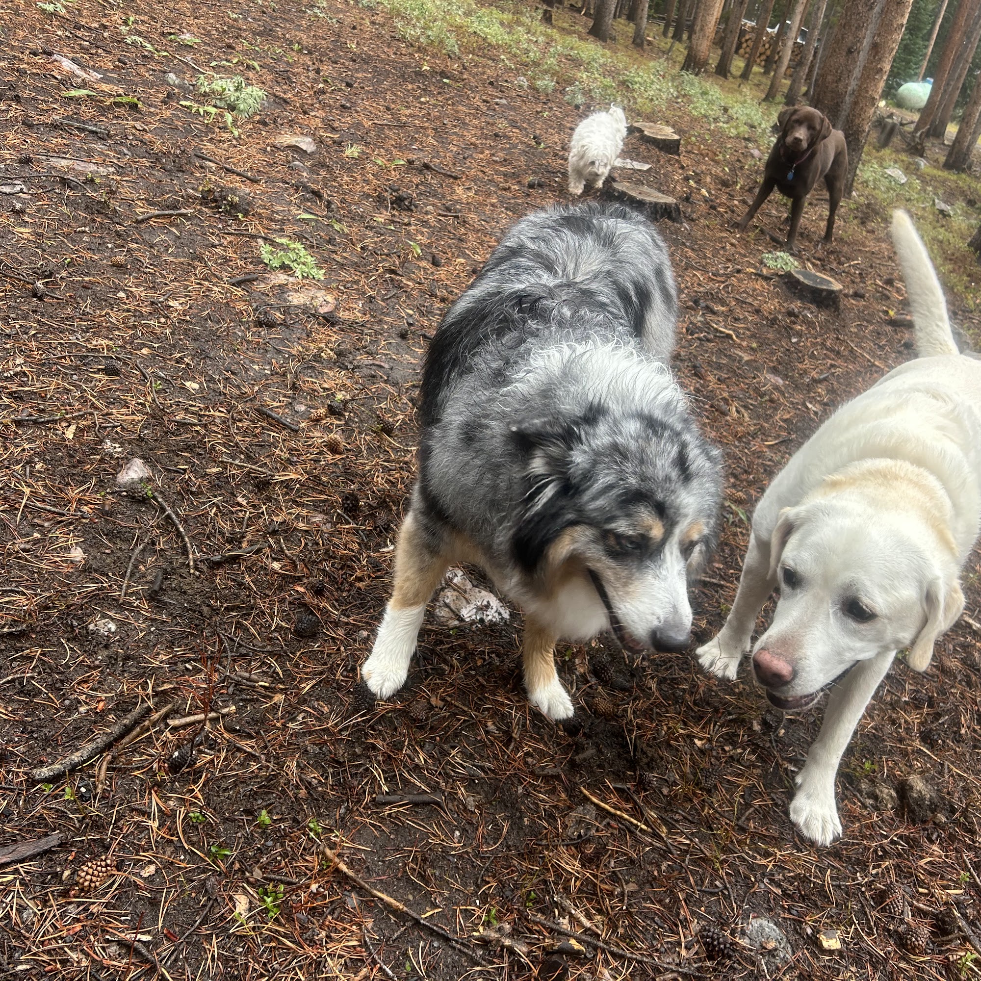 Dog's Next Best Friend Breckenridge