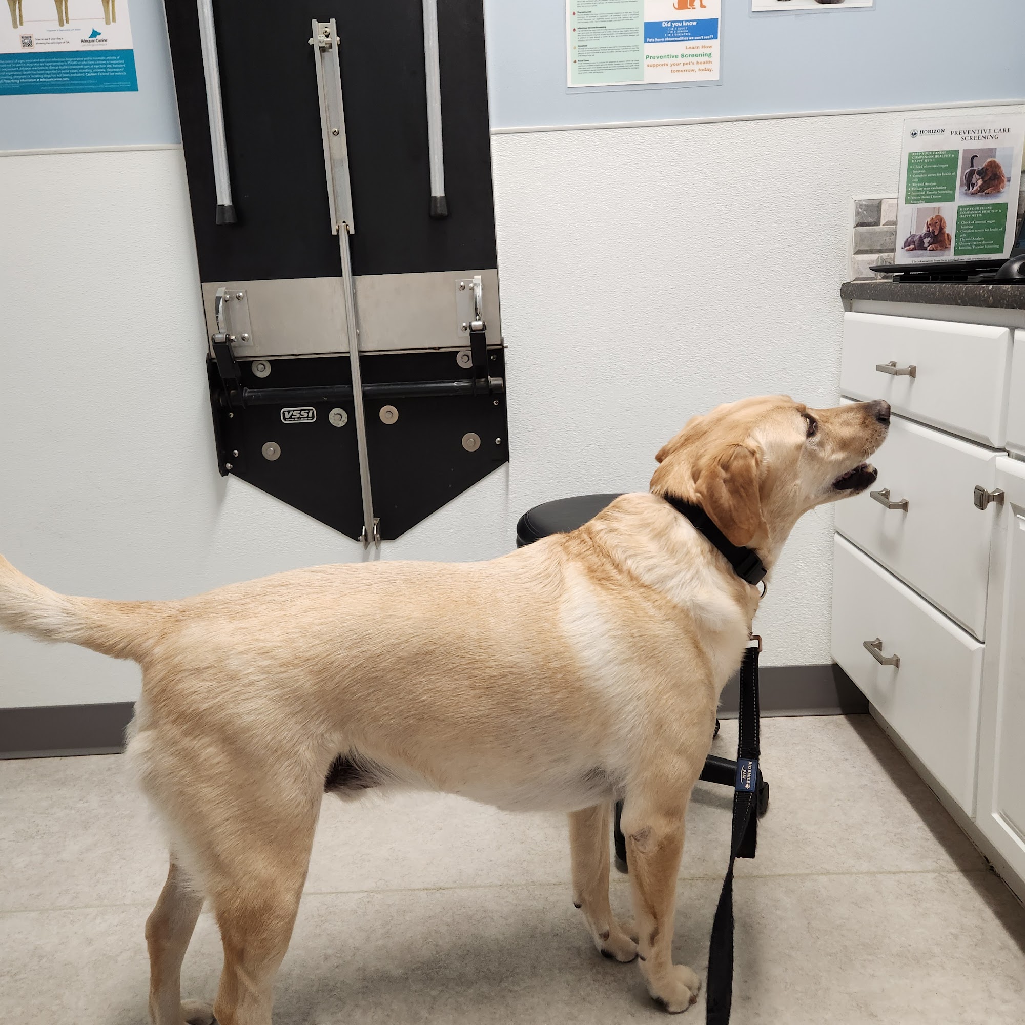 Horizon Veterinary Clinic Brighton