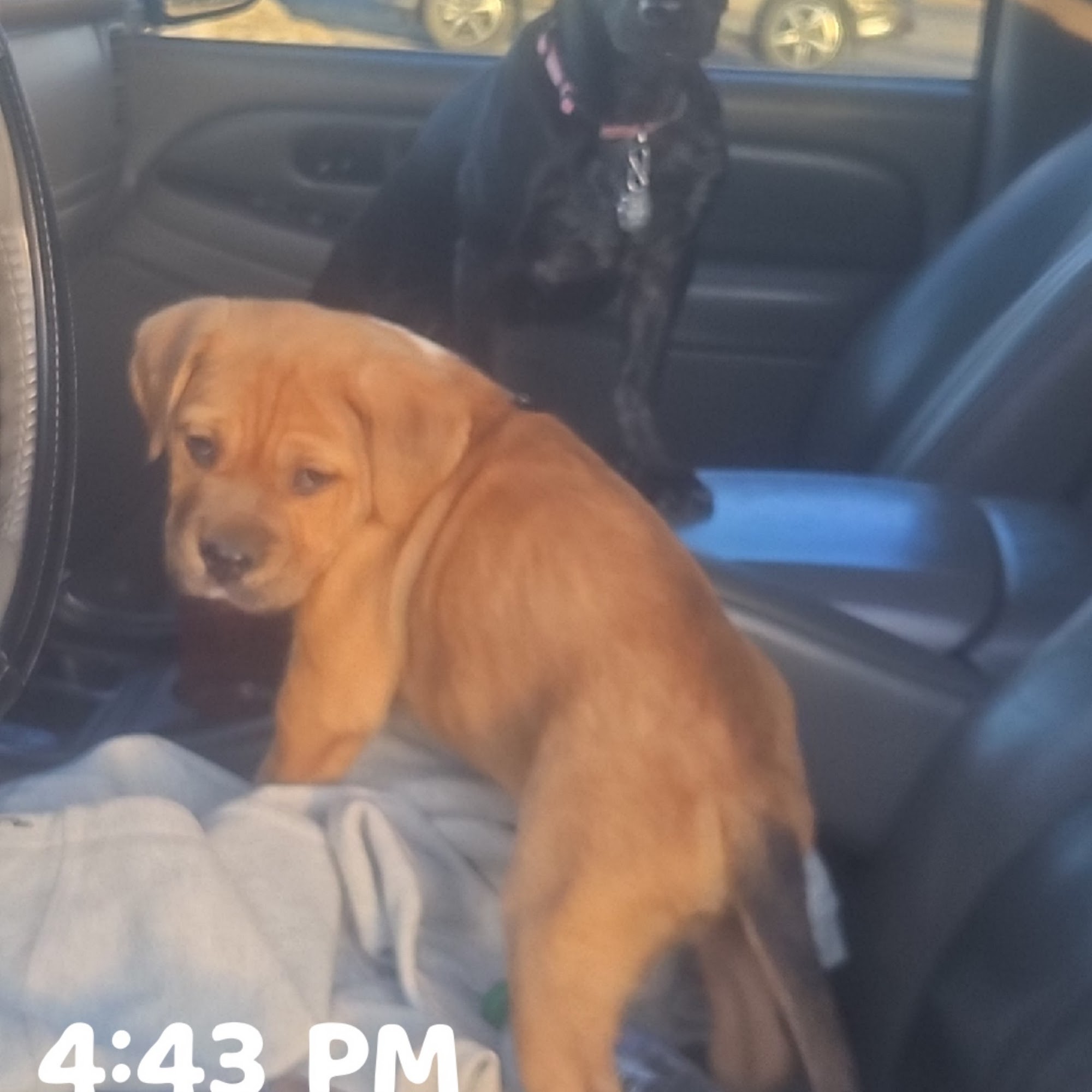 Bridge Street Veterinary Clinic Brighton